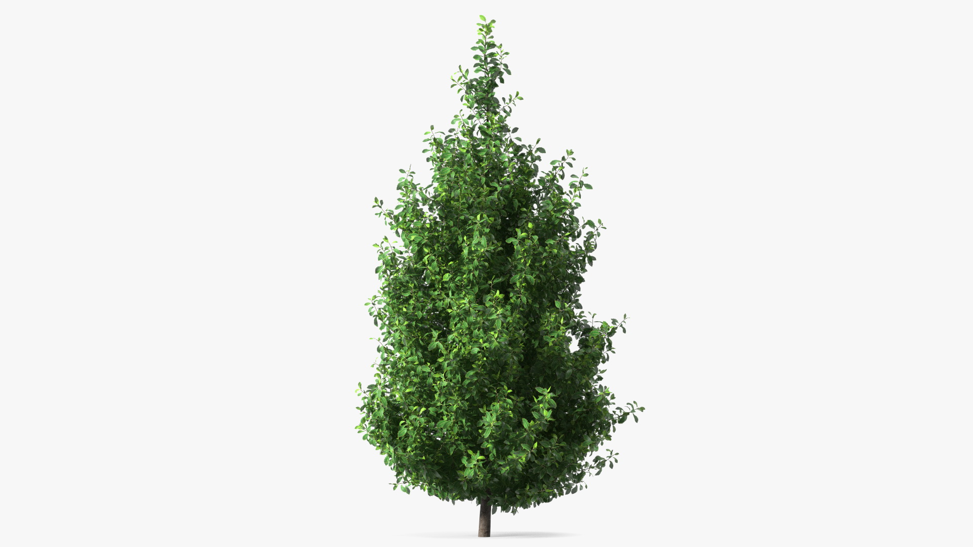 3D model Holly Tree