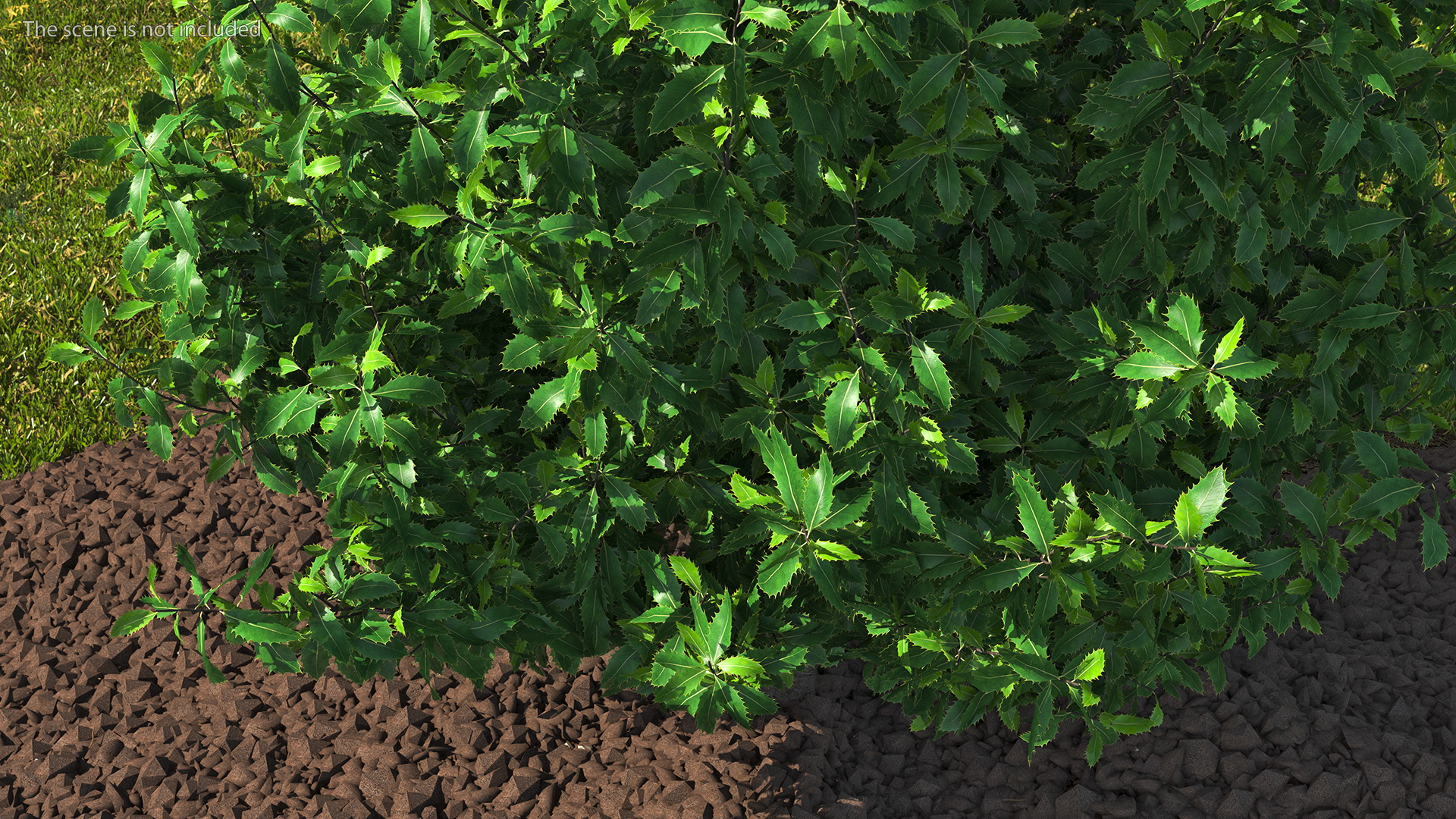3D model Holly Tree
