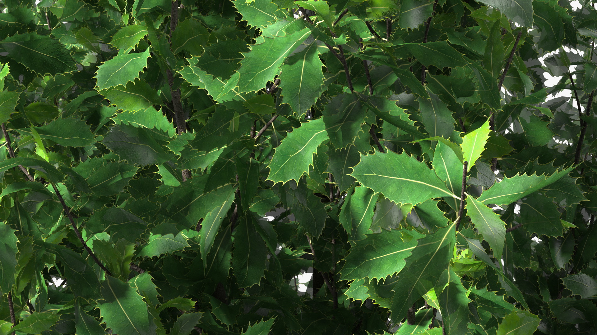 3D model Holly Tree