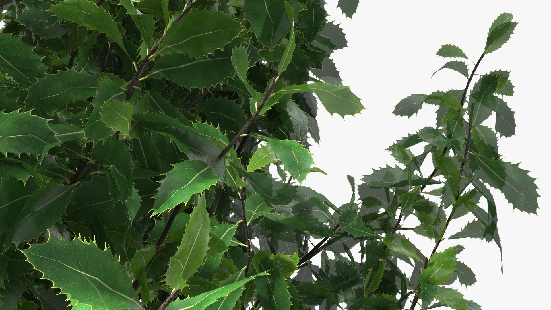 3D model Holly Tree