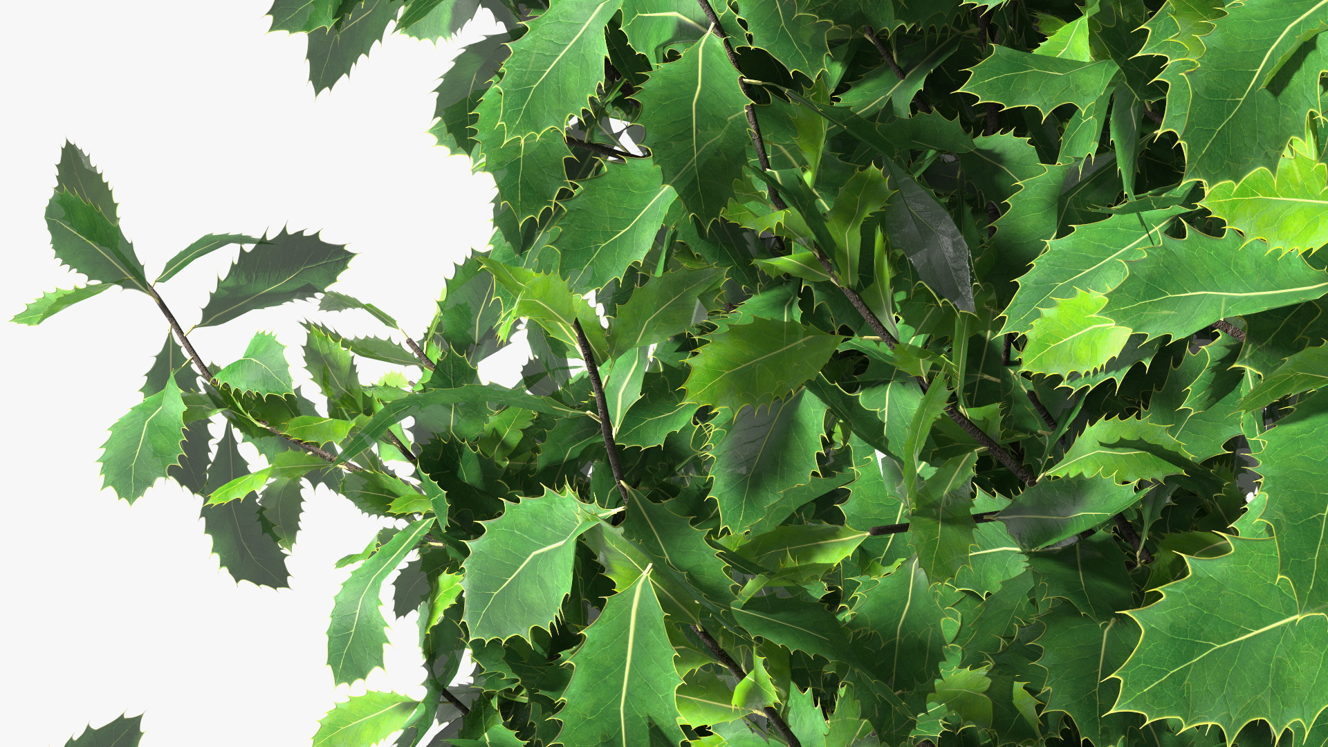 3D model Holly Tree