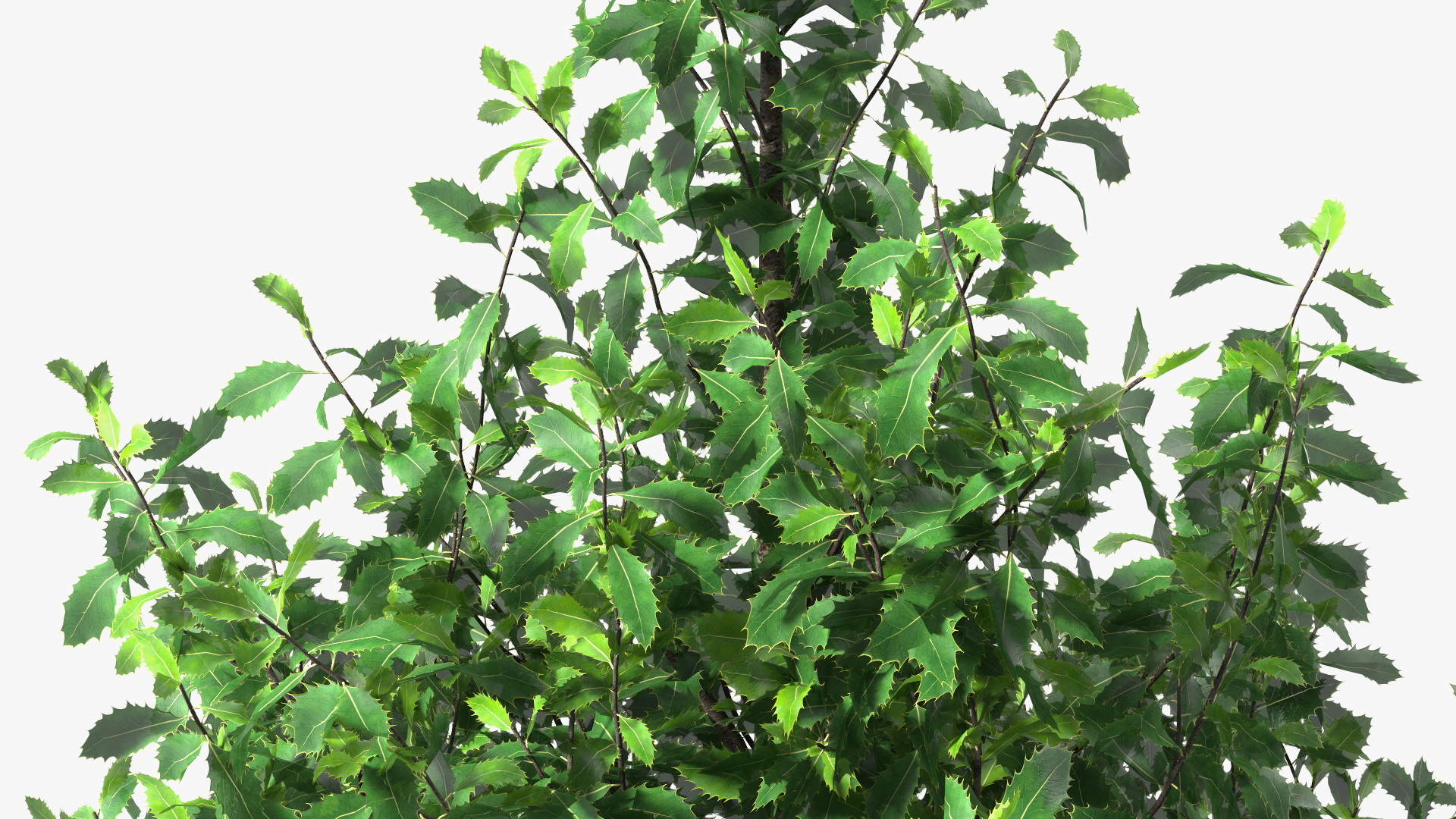 3D model Holly Tree