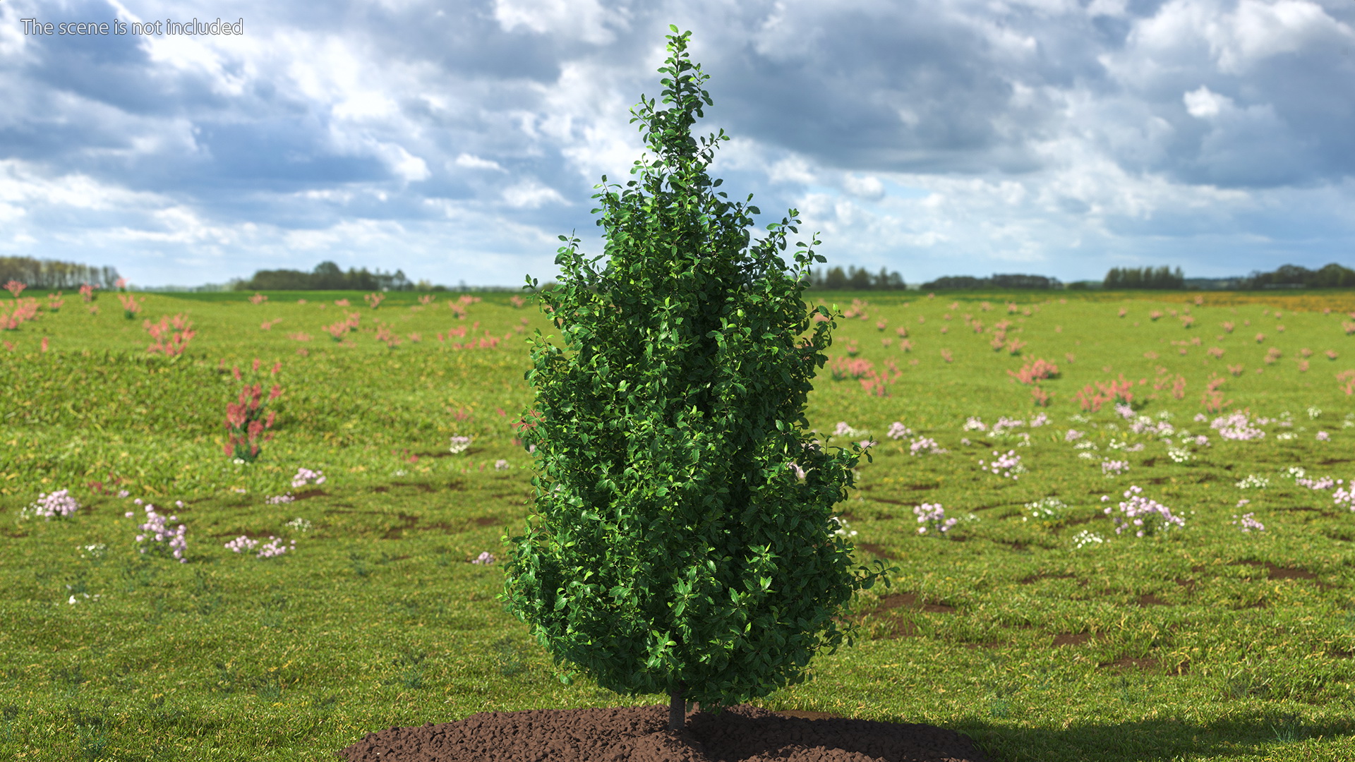 3D model Holly Tree