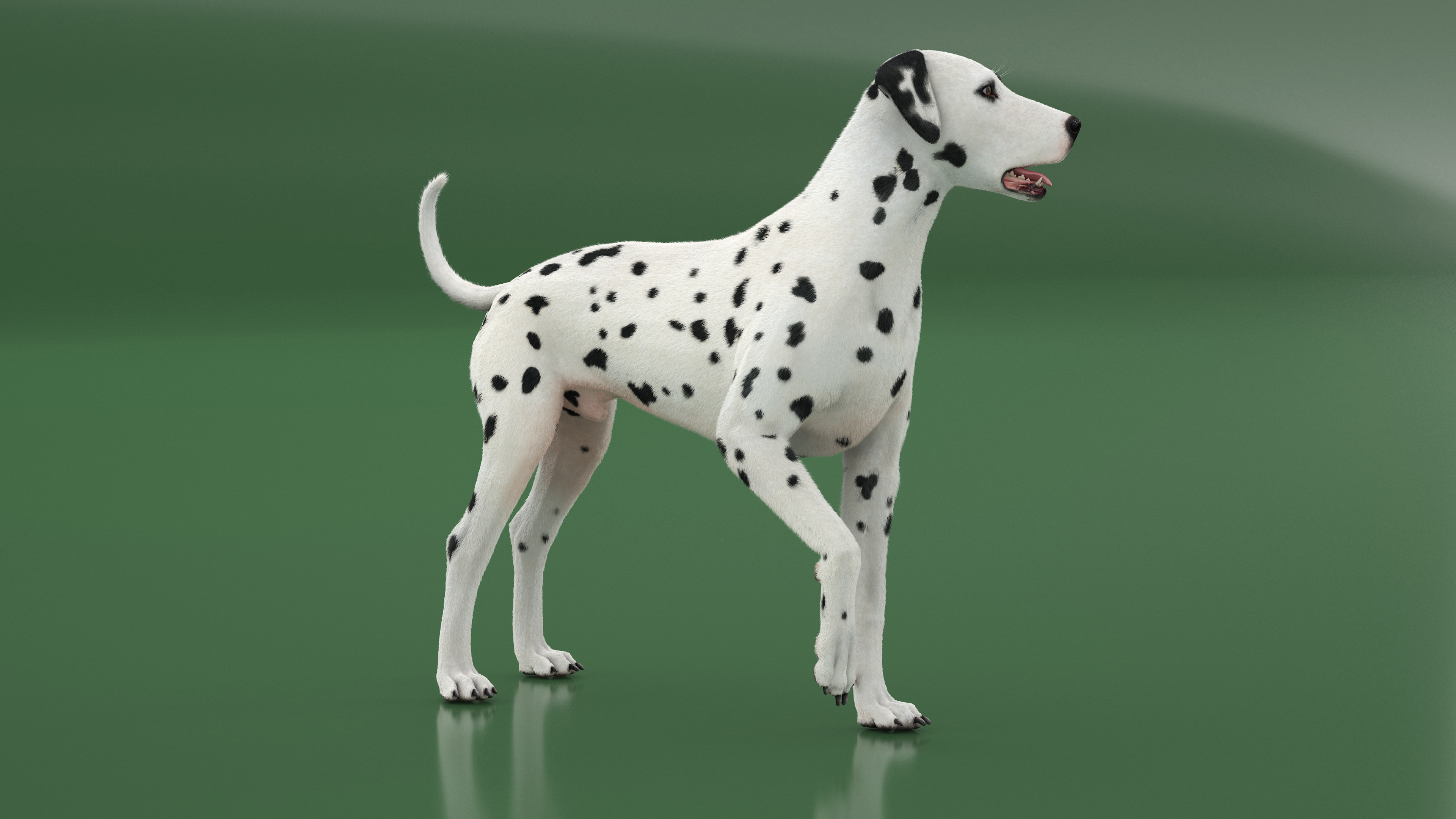 3D Dalmatian Dog Standing Pose Fur