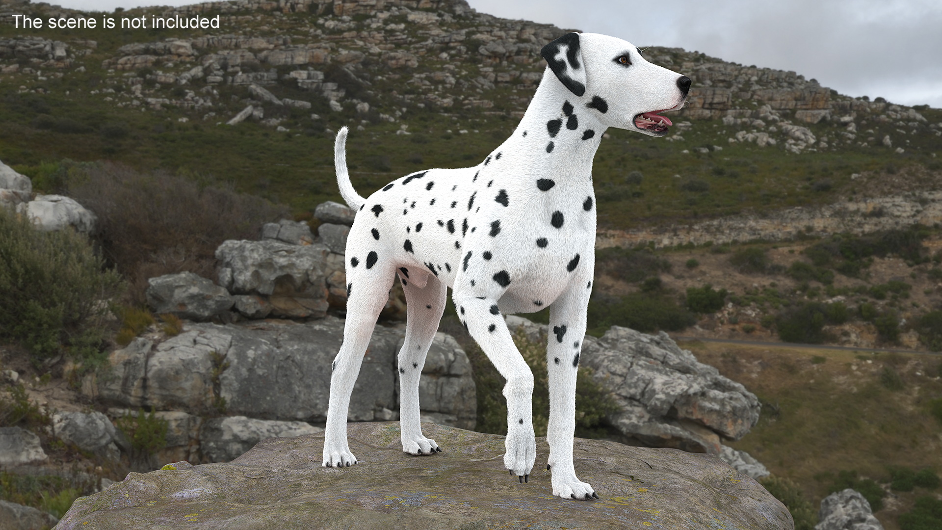 3D Dalmatian Dog Standing Pose Fur