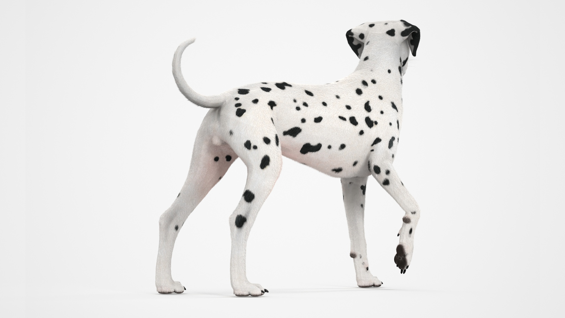 3D Dalmatian Dog Standing Pose Fur