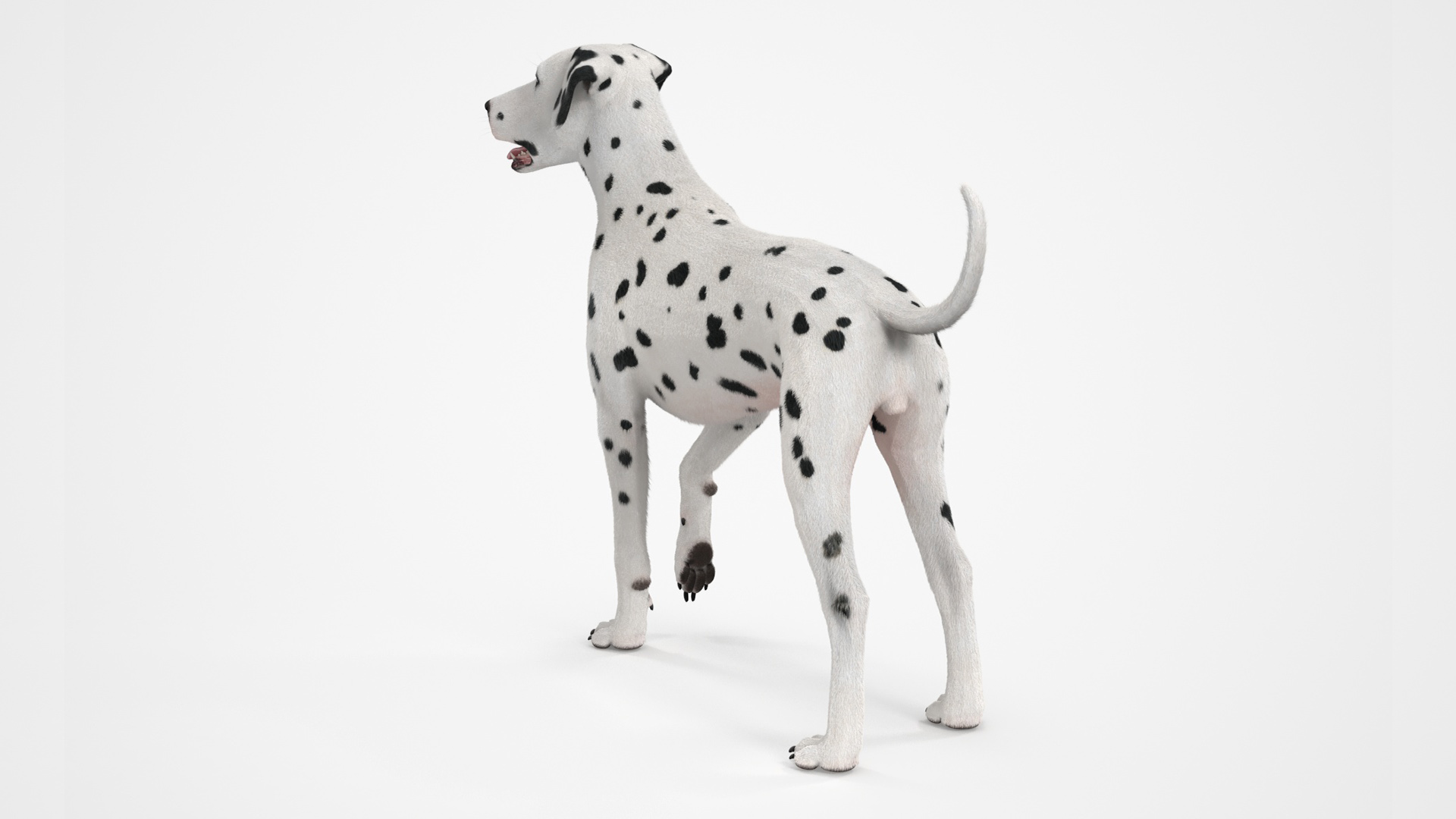 3D Dalmatian Dog Standing Pose Fur
