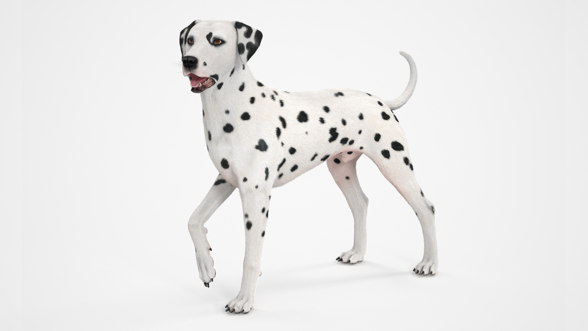 3D Dalmatian Dog Standing Pose Fur