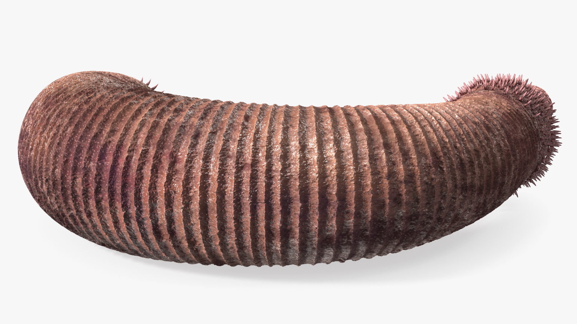 3D Ottoia Cambrian Sea Worm Fossil