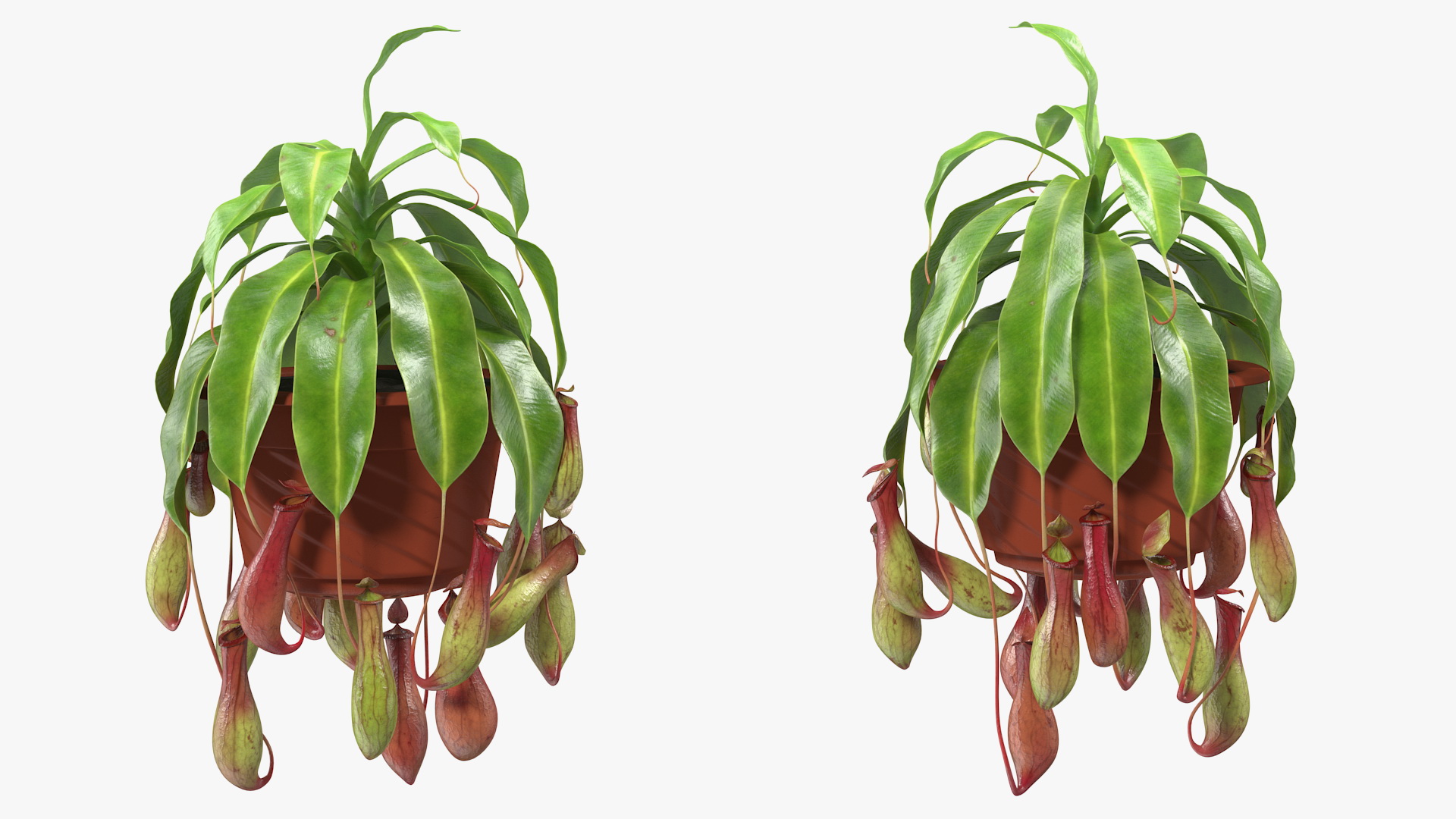Tropical Pitcher Plant in Pot 3D model