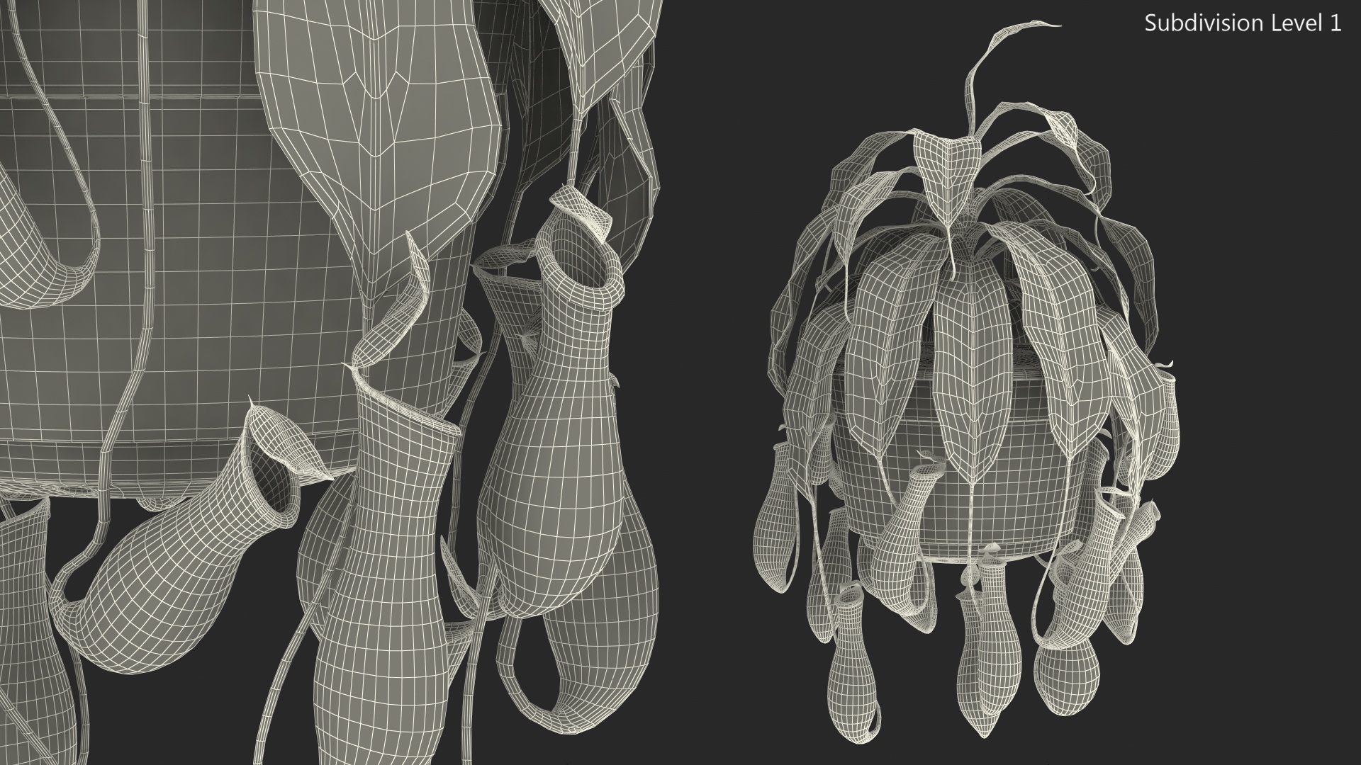 Tropical Pitcher Plant in Pot 3D model