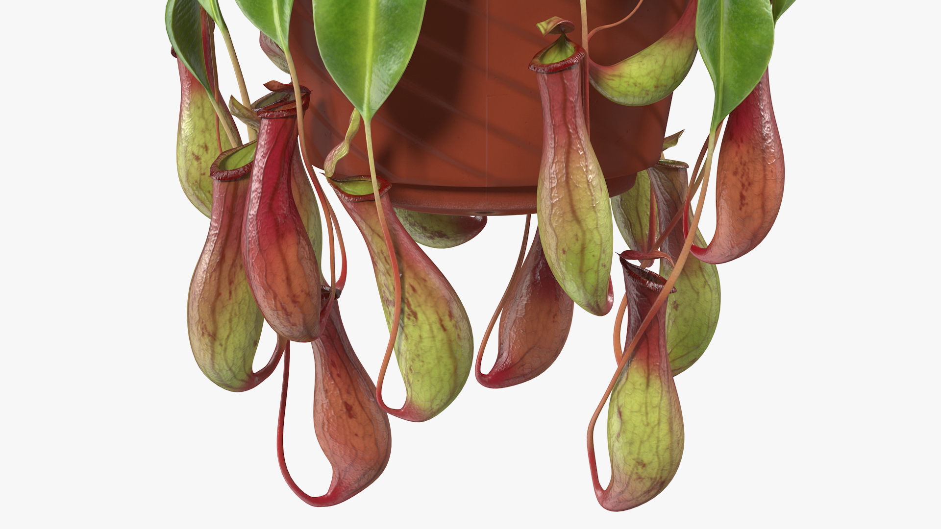 Tropical Pitcher Plant in Pot 3D model