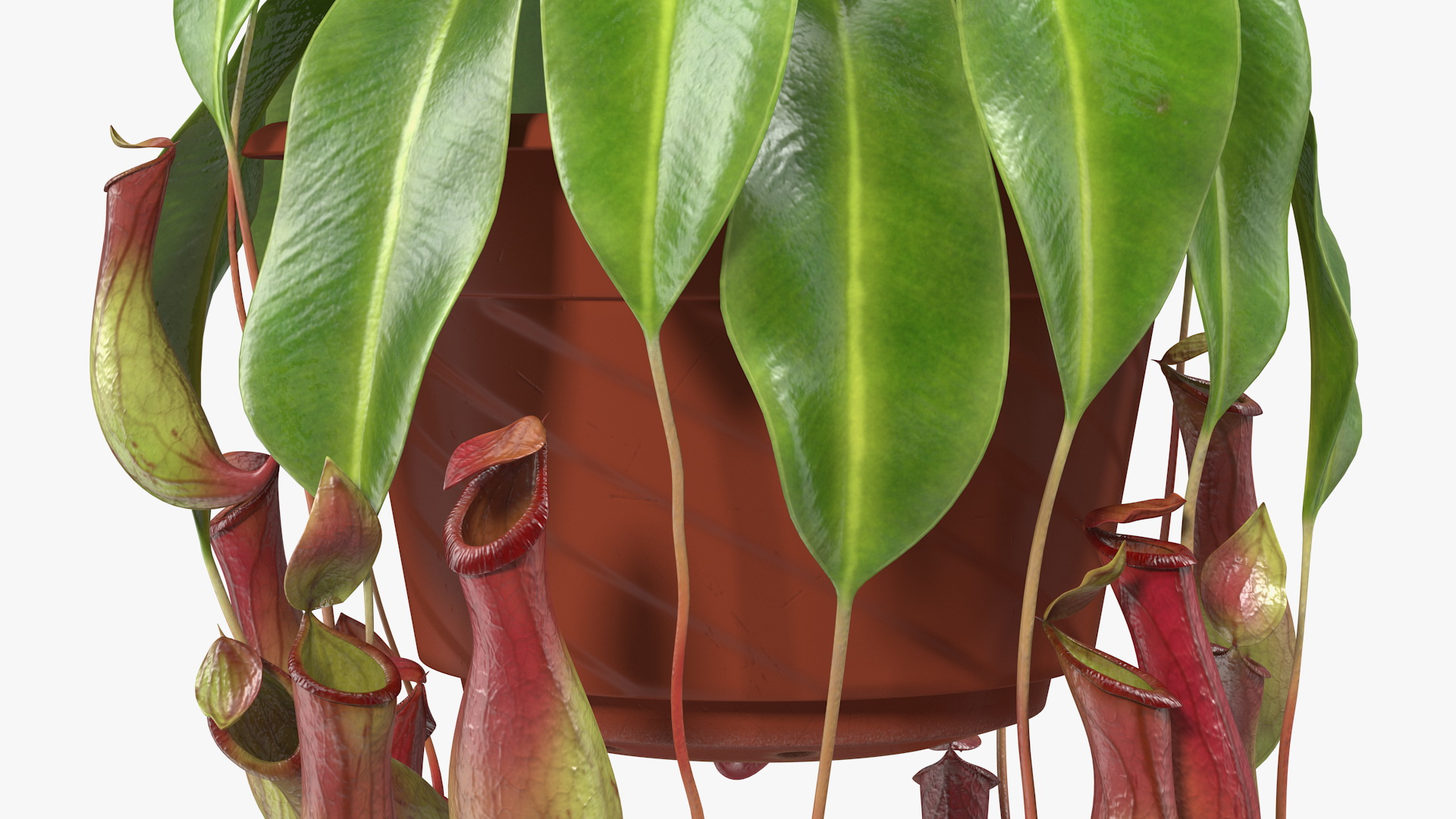 Tropical Pitcher Plant in Pot 3D model