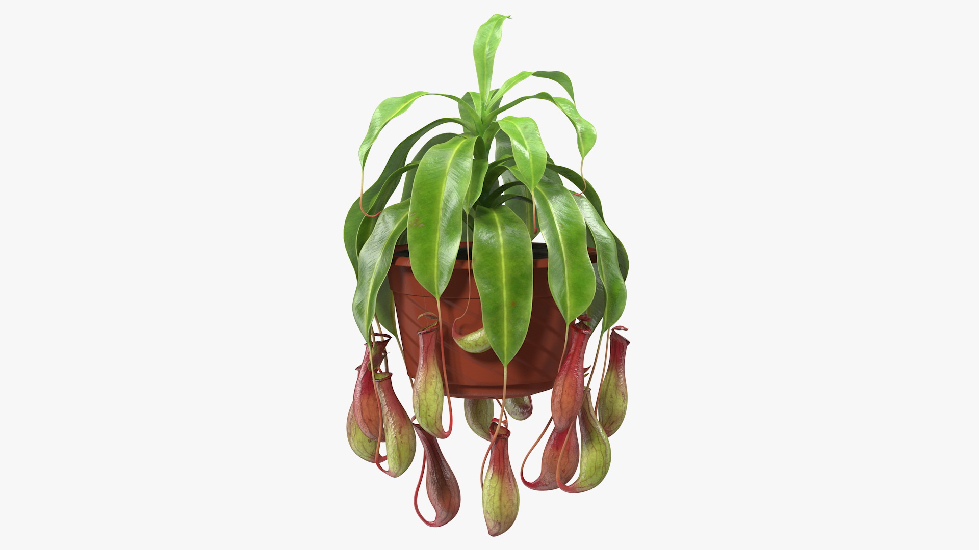 Tropical Pitcher Plant in Pot 3D model