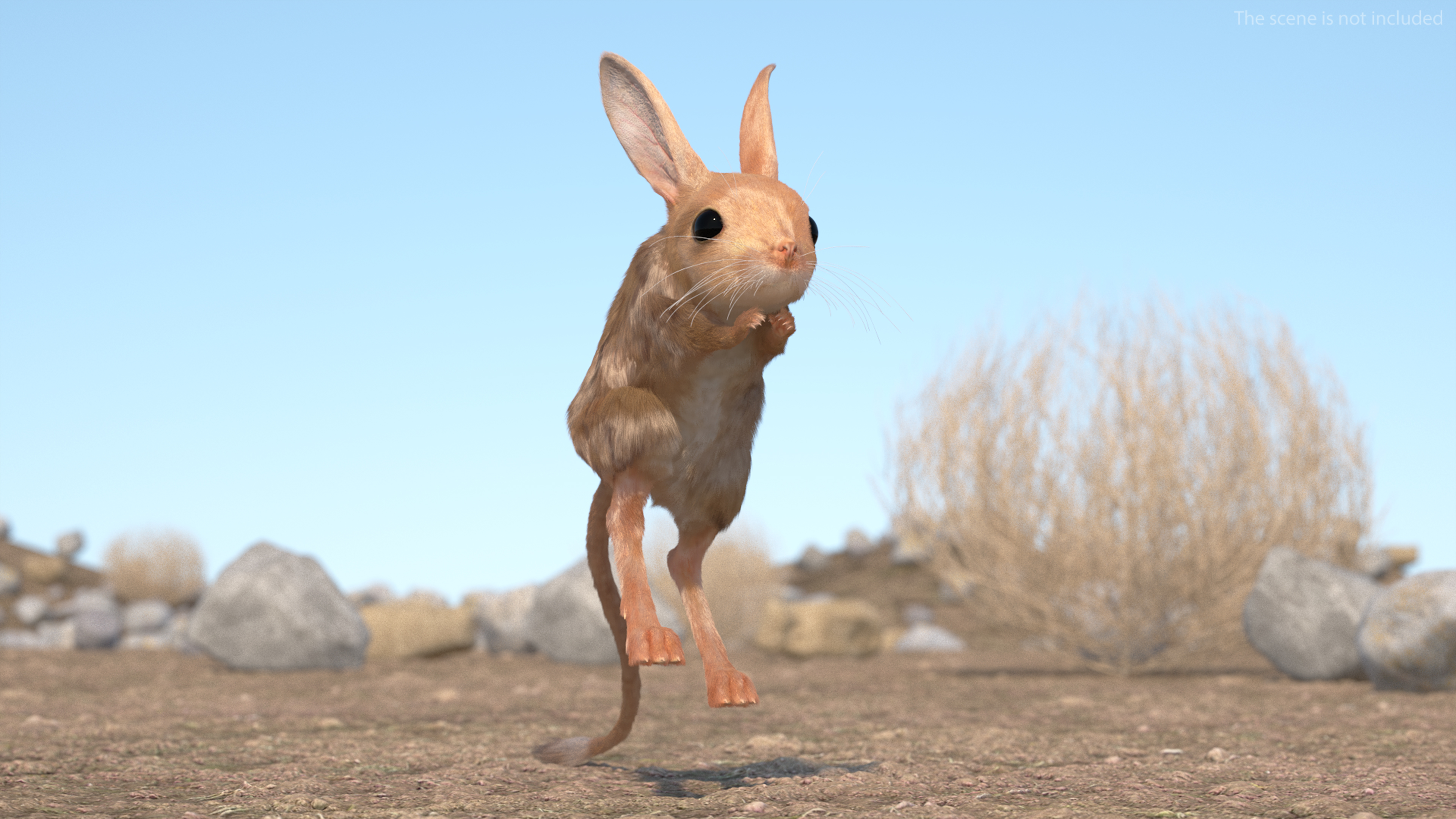 3D Jumping Jerboa Fur model