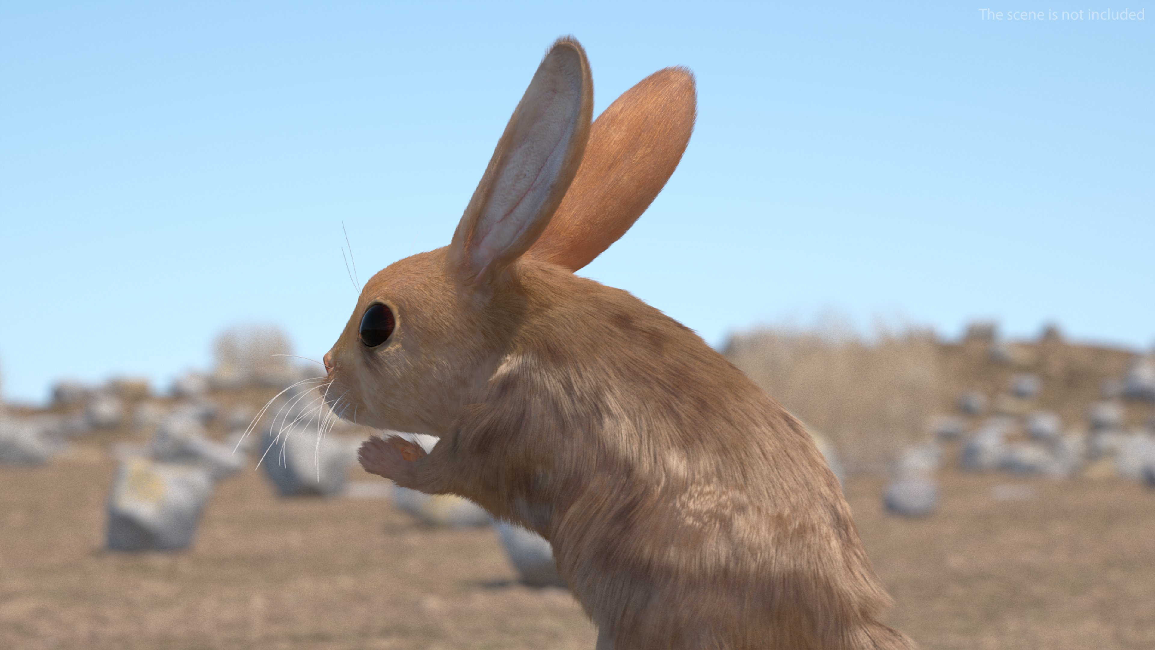 3D Jumping Jerboa Fur model