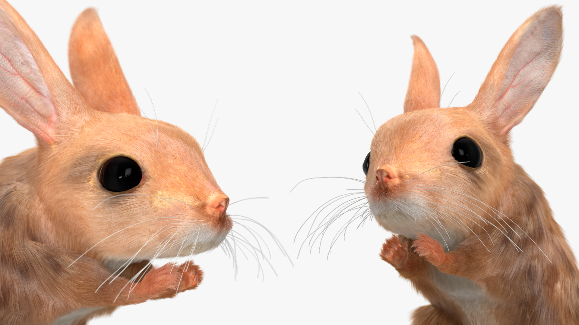 3D Jumping Jerboa Fur model