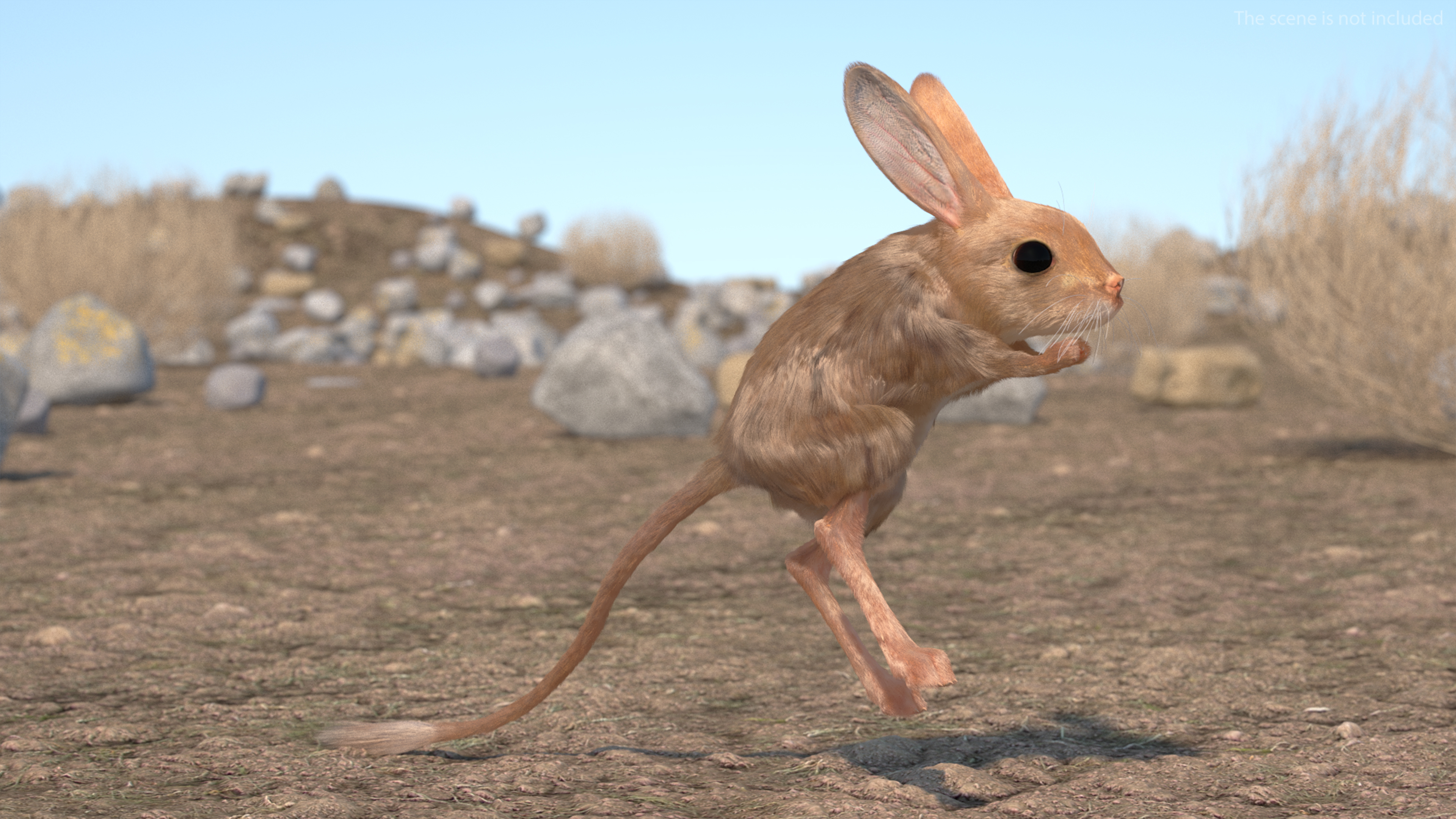 3D Jumping Jerboa Fur model