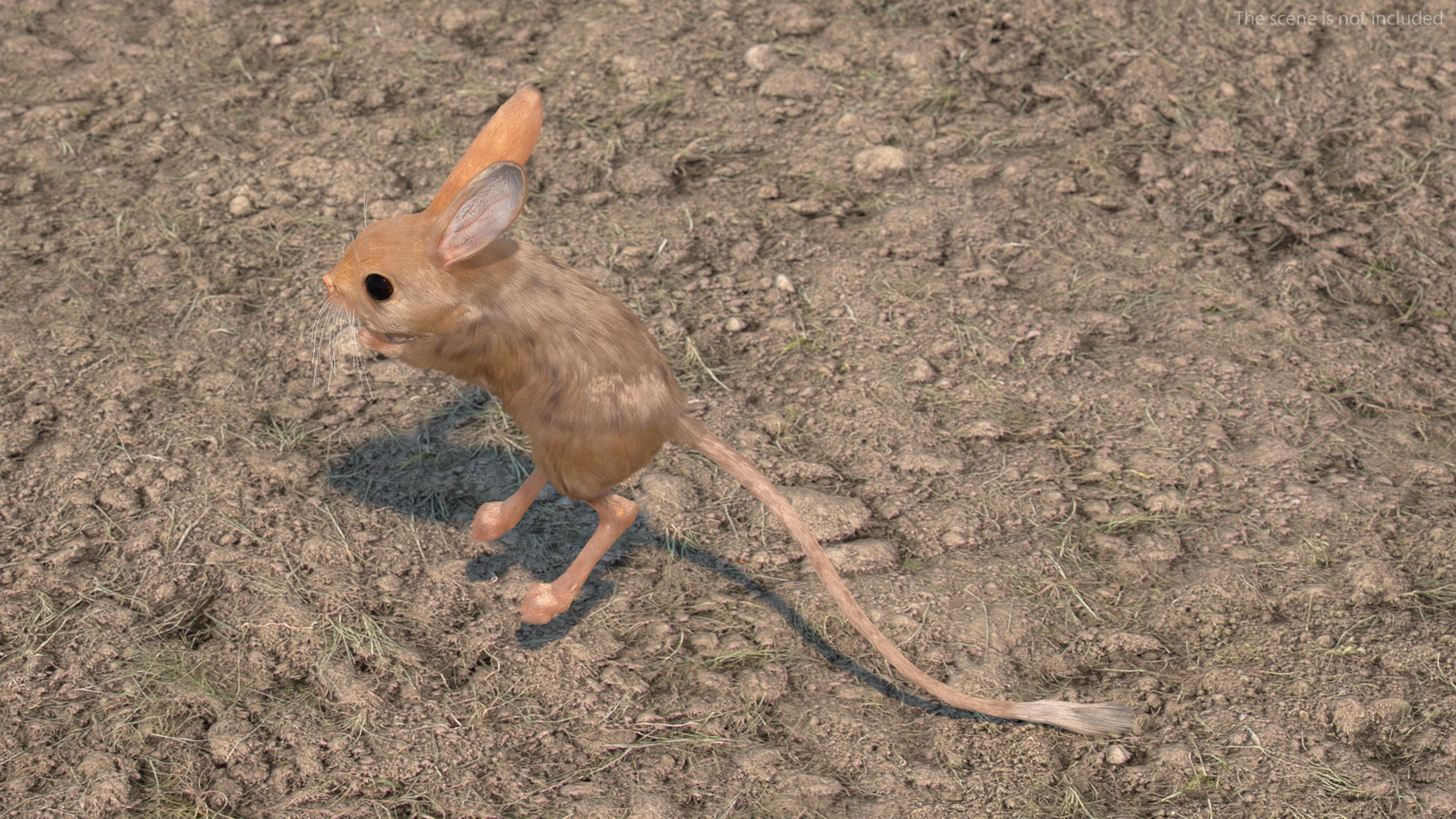 3D Jumping Jerboa Fur model