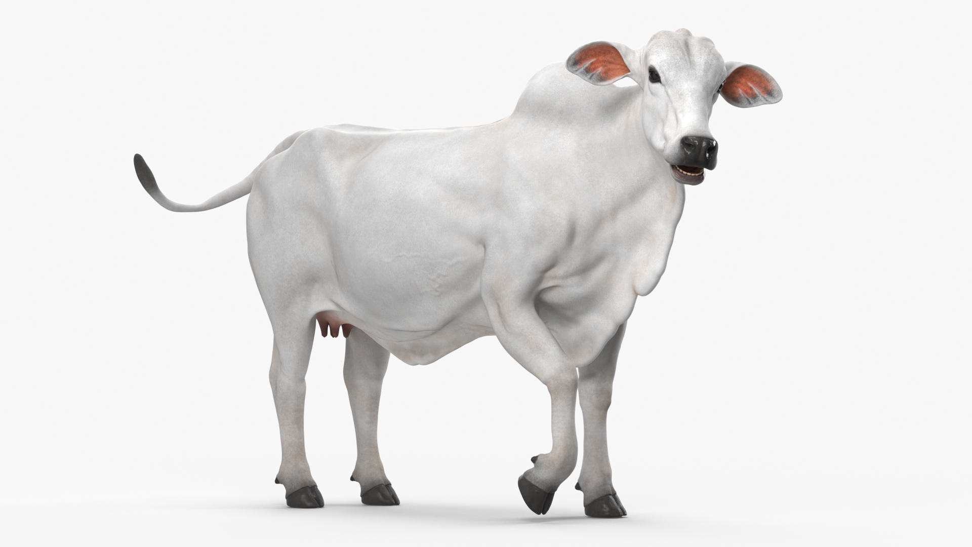 Ongole Cattle Female Rigged 3D