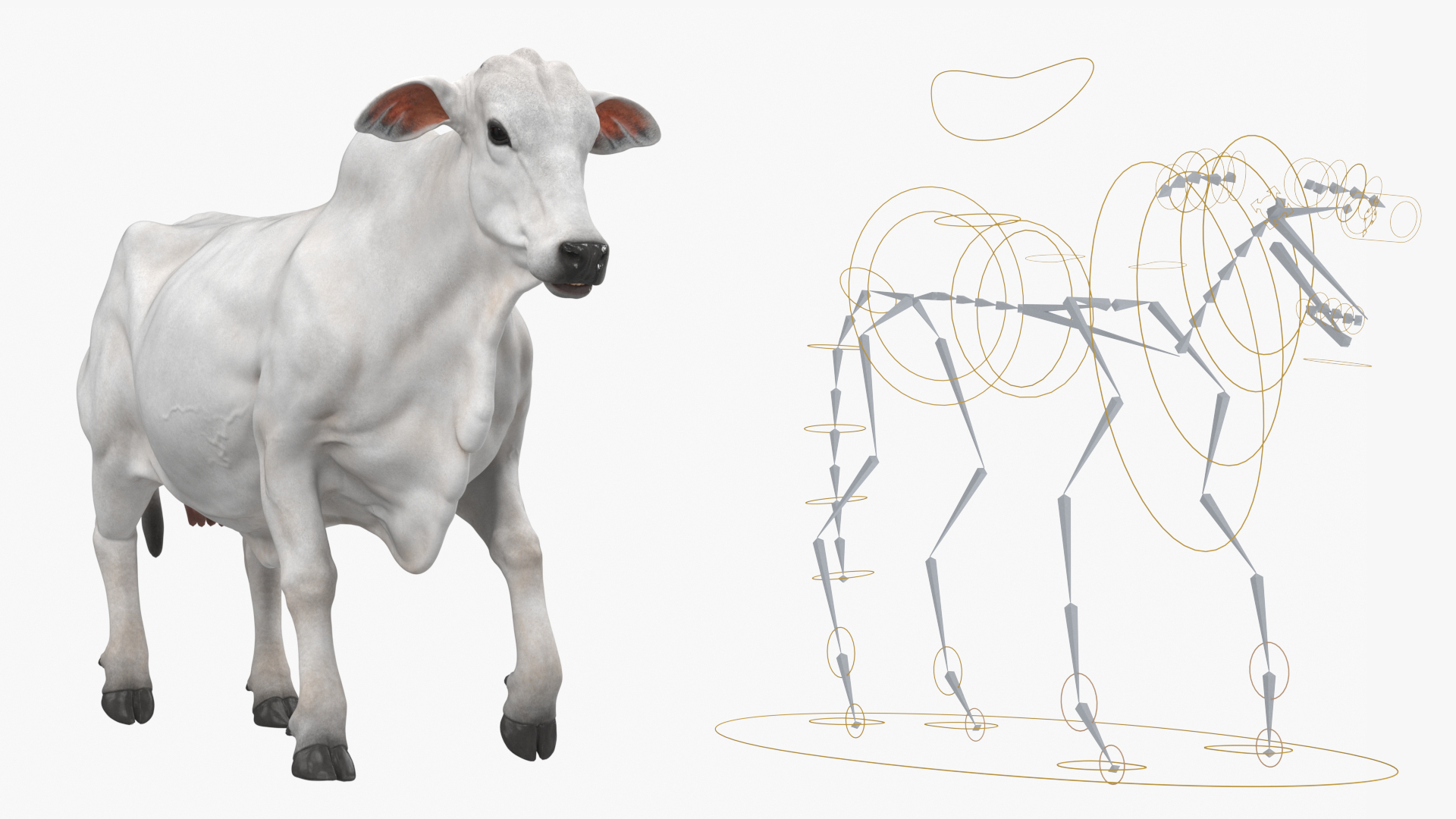 Ongole Cattle Female Rigged 3D