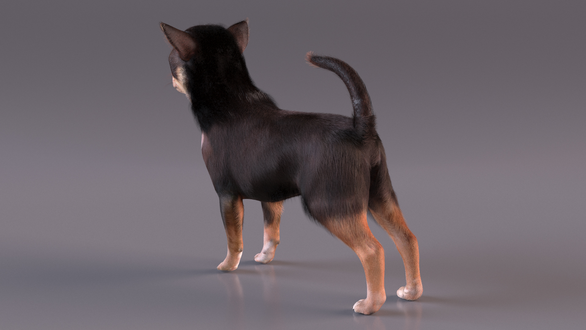 Chihuahua Dog with Fur 3D