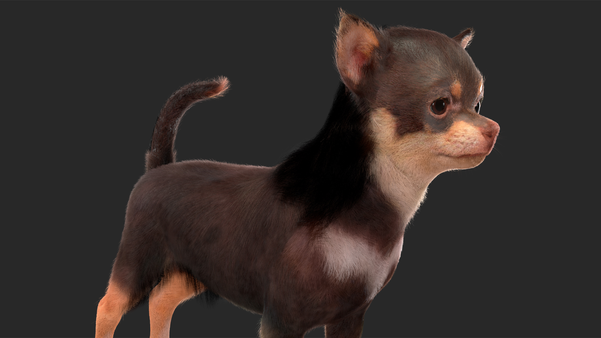 Chihuahua Dog with Fur 3D