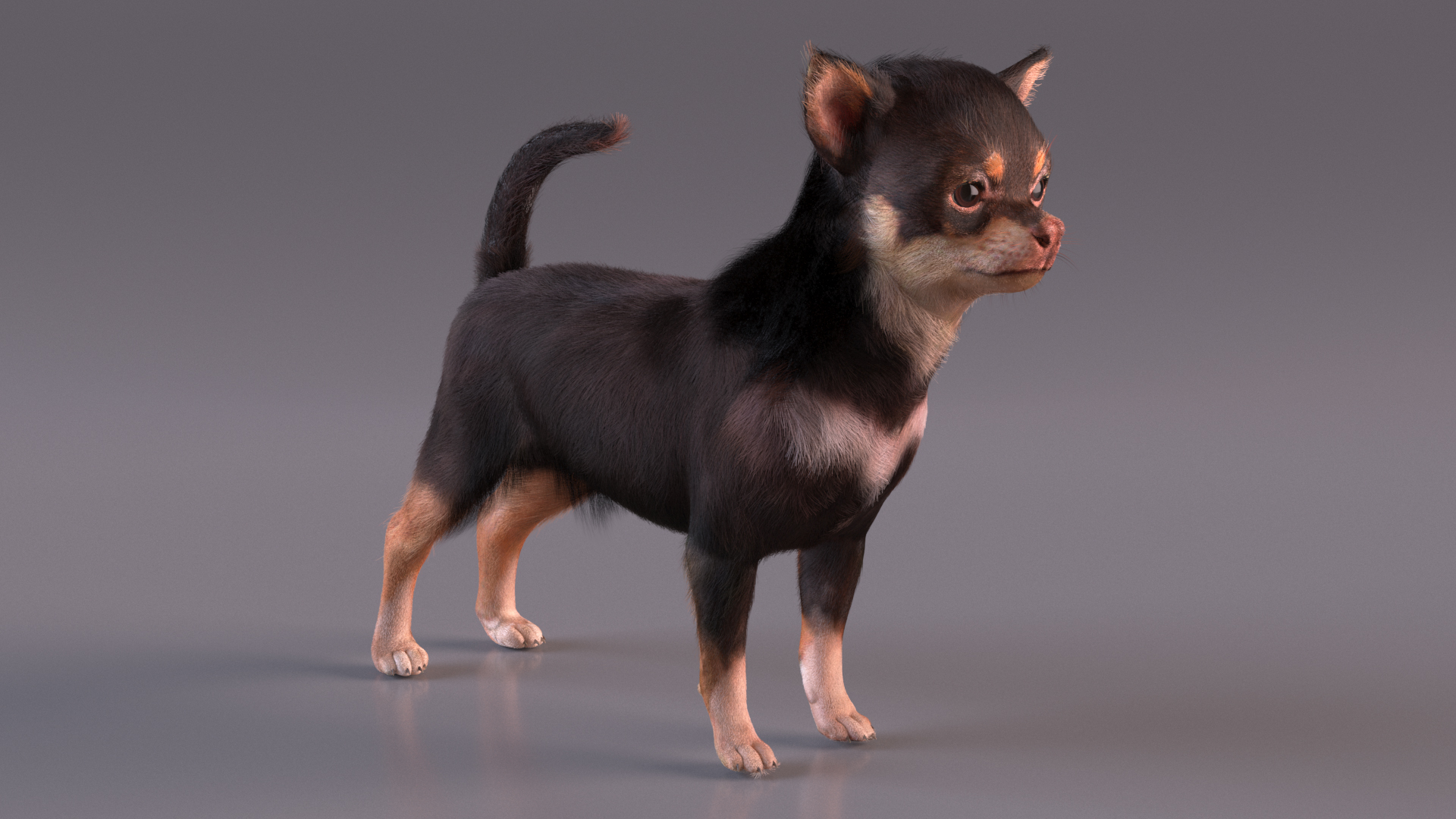 Chihuahua Dog with Fur 3D