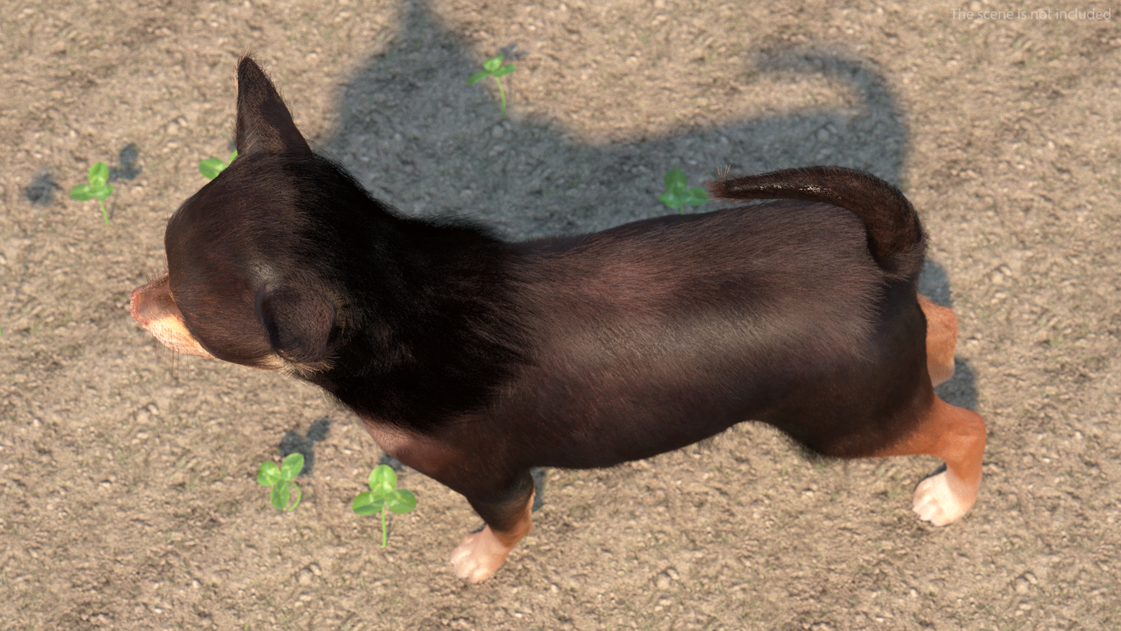 Chihuahua Dog with Fur 3D