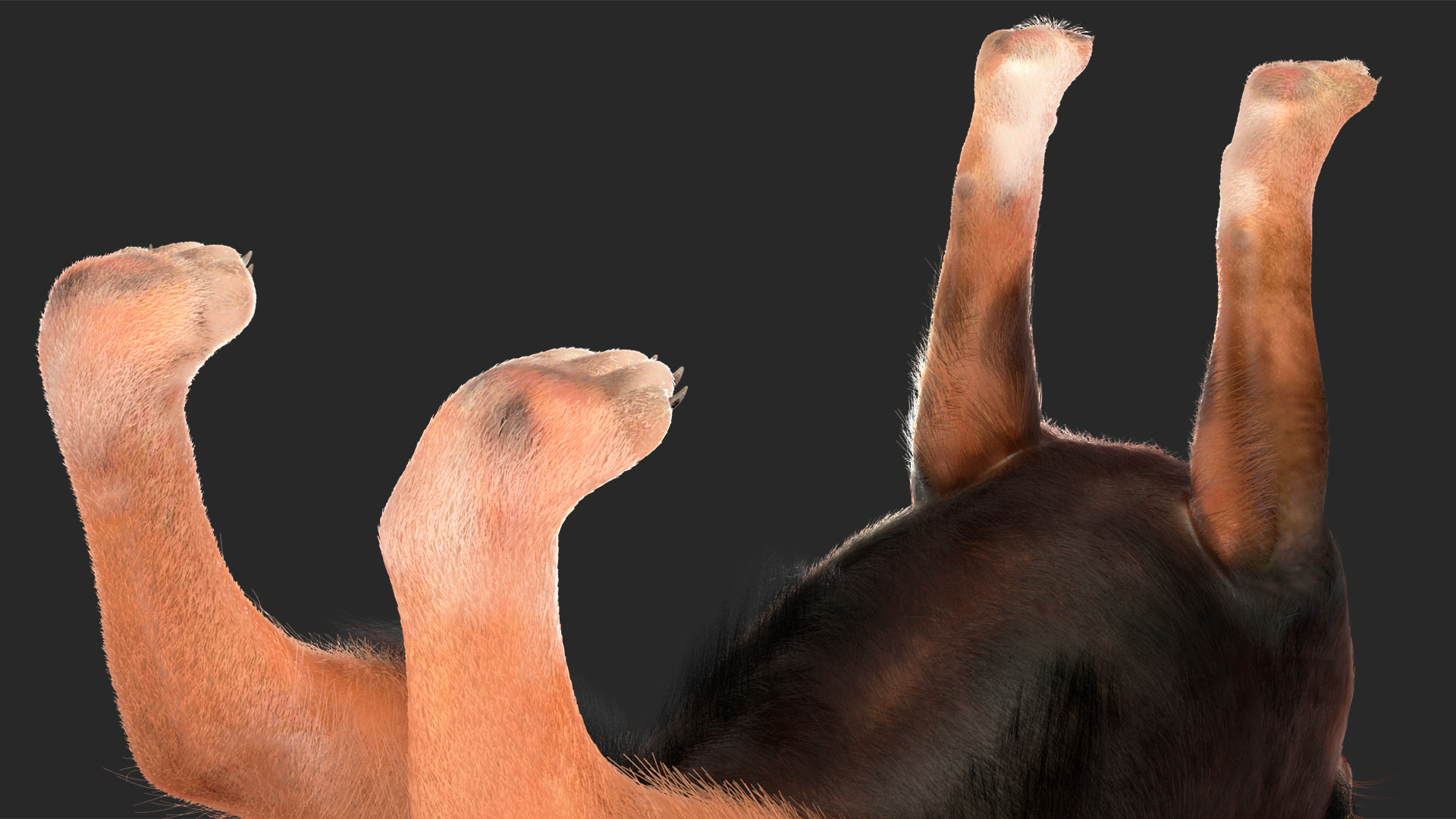 Chihuahua Dog with Fur 3D