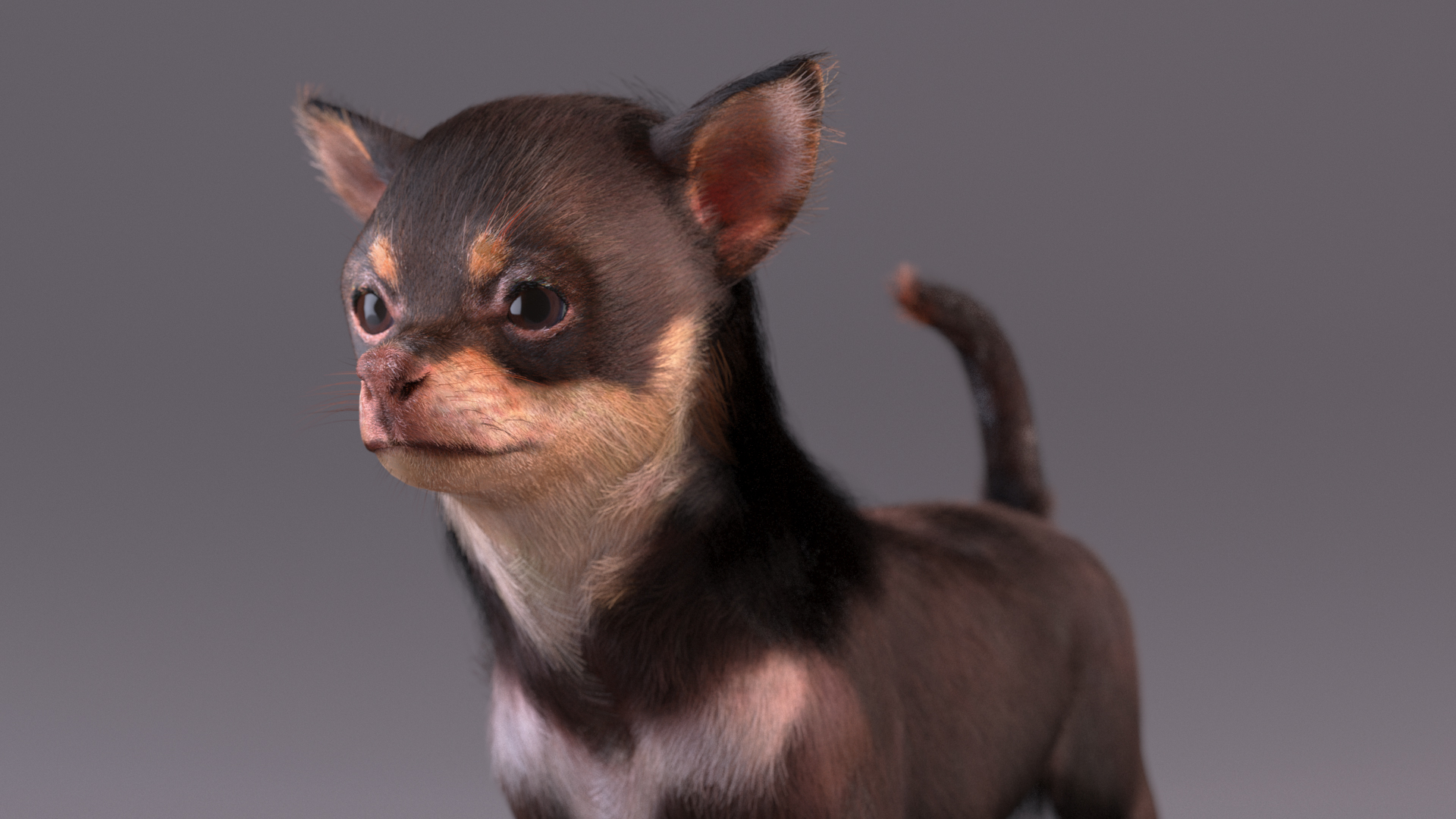 Chihuahua Dog with Fur 3D