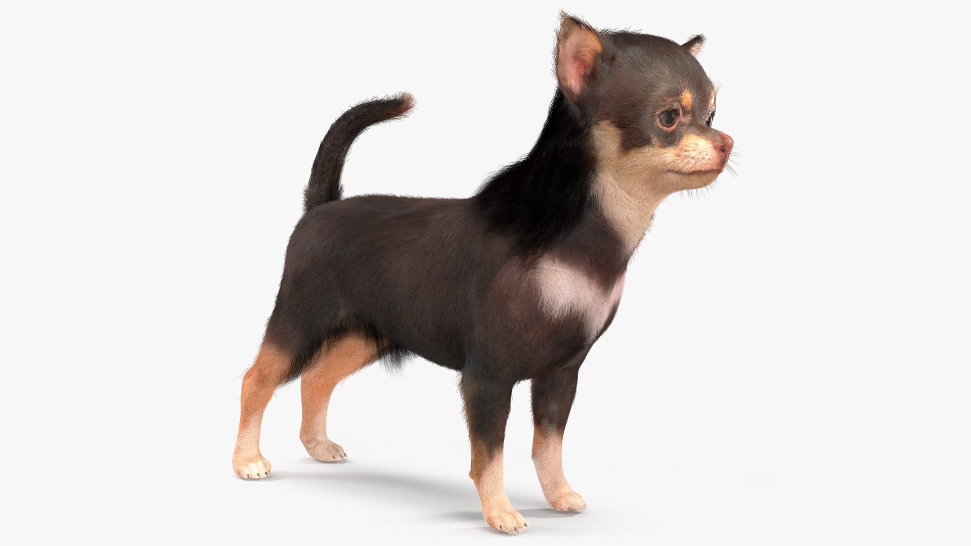 Chihuahua Dog with Fur 3D