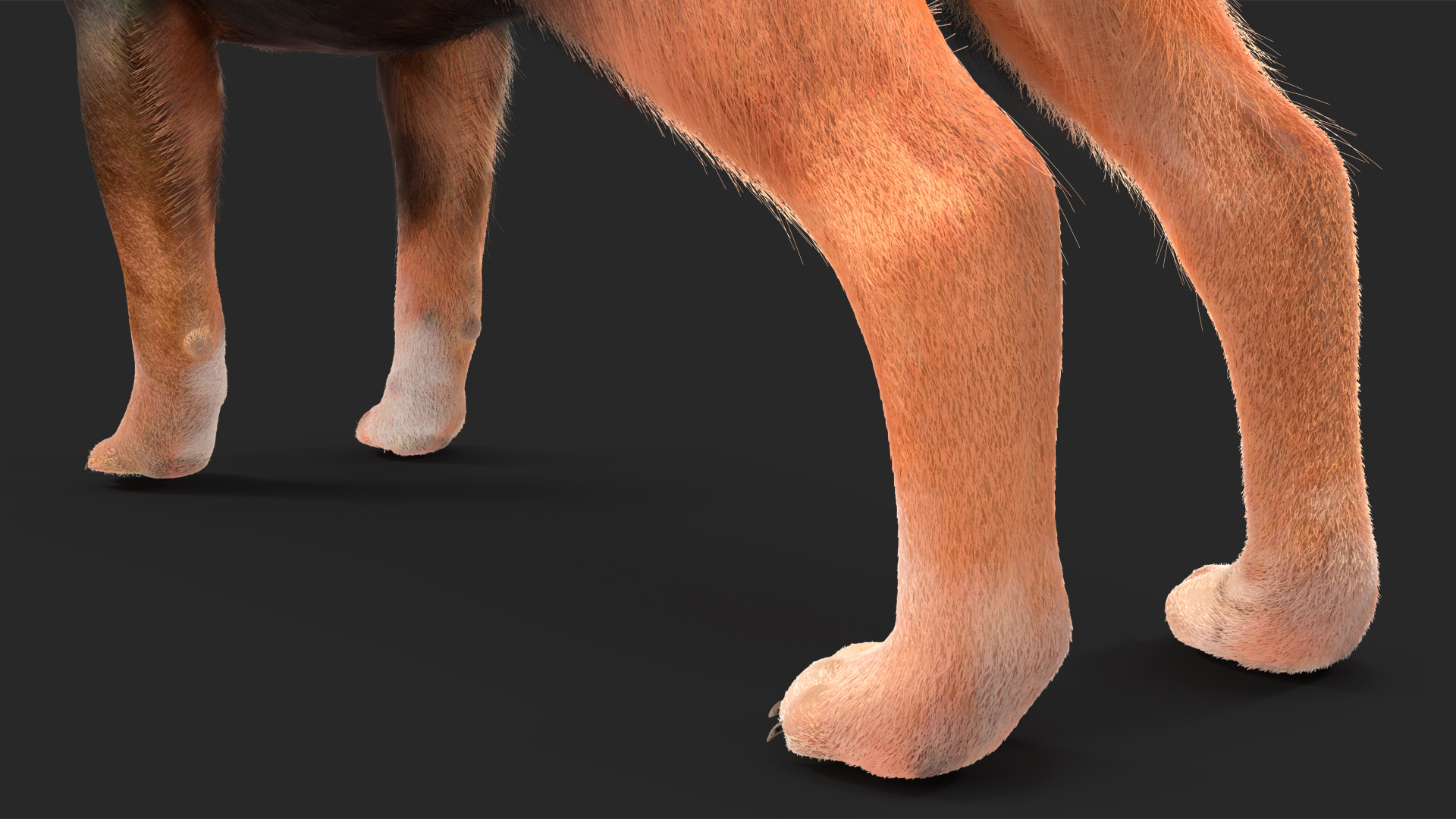 Chihuahua Dog with Fur 3D