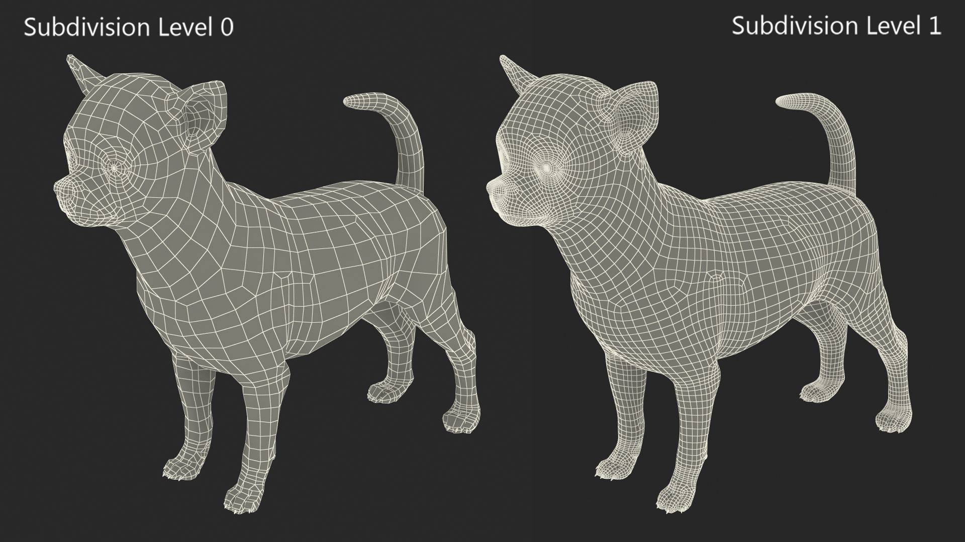 Chihuahua Dog with Fur 3D