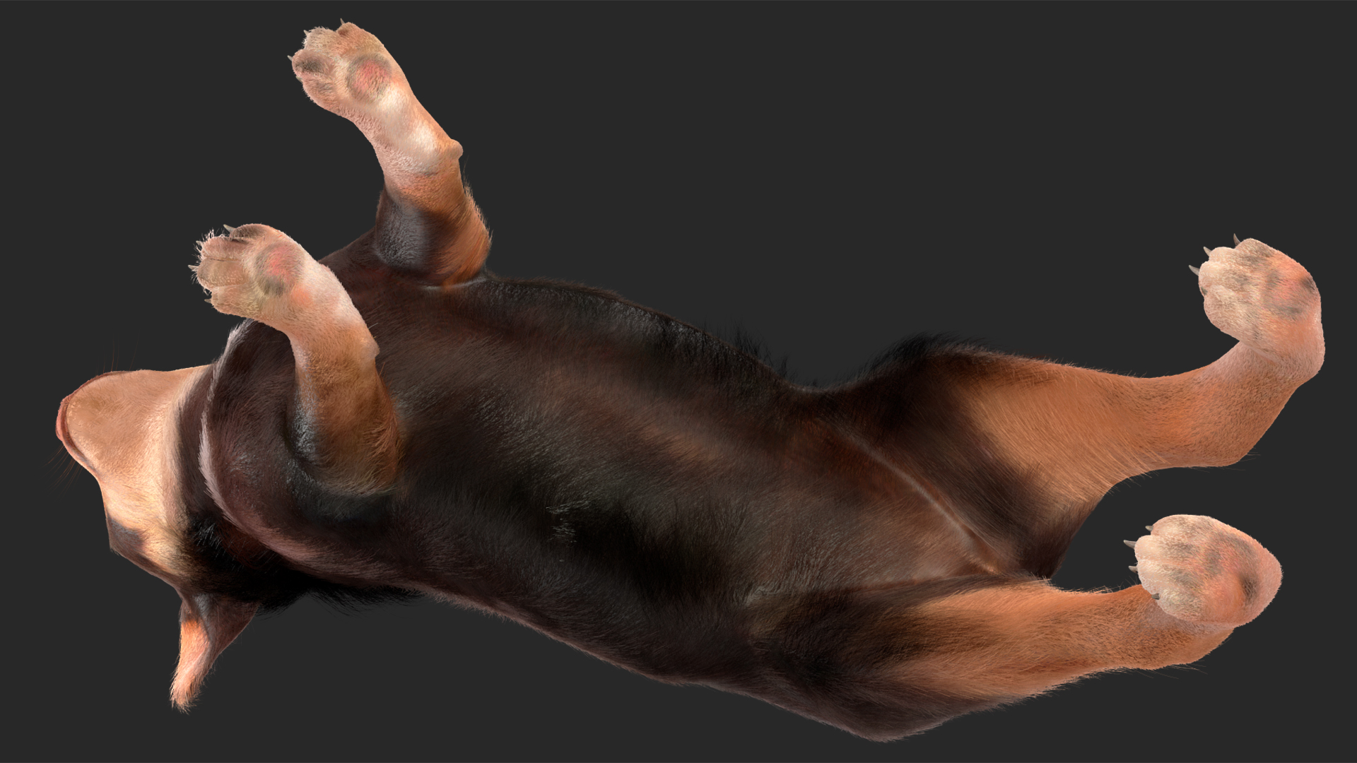 Chihuahua Dog with Fur 3D