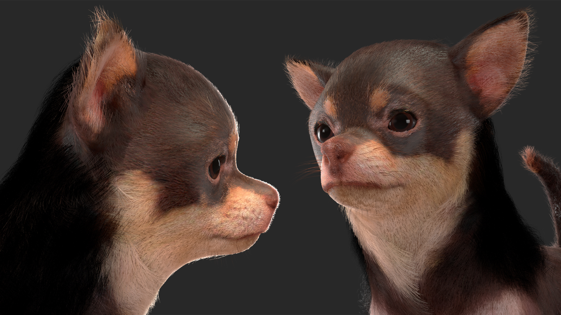 Chihuahua Dog with Fur 3D