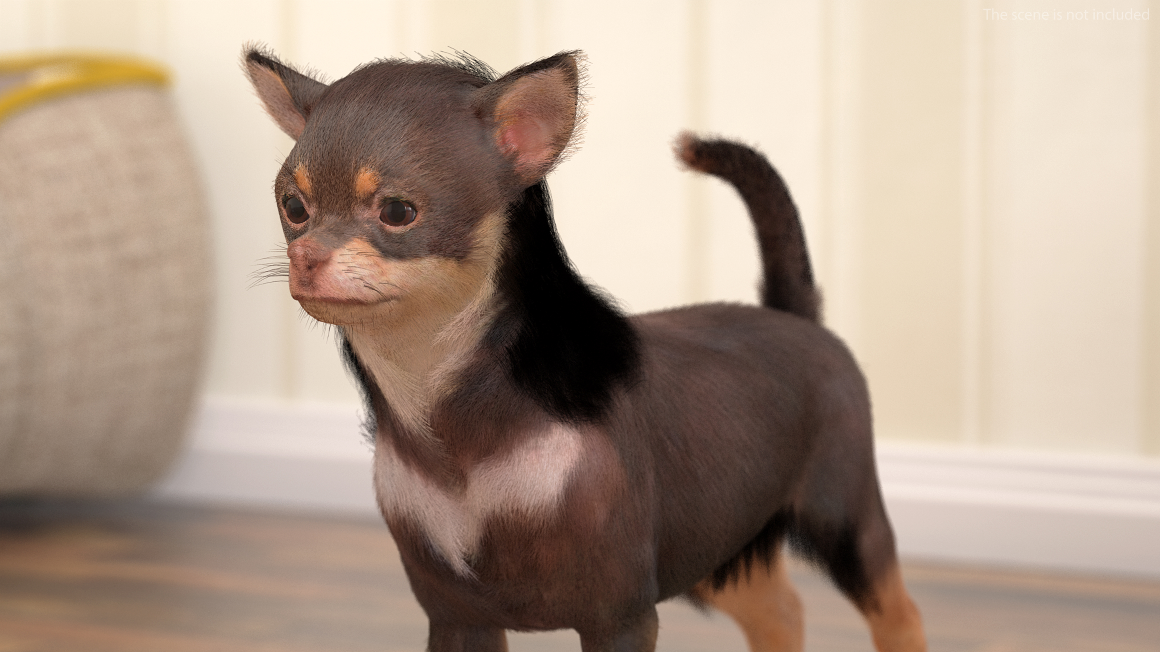 Chihuahua Dog with Fur 3D