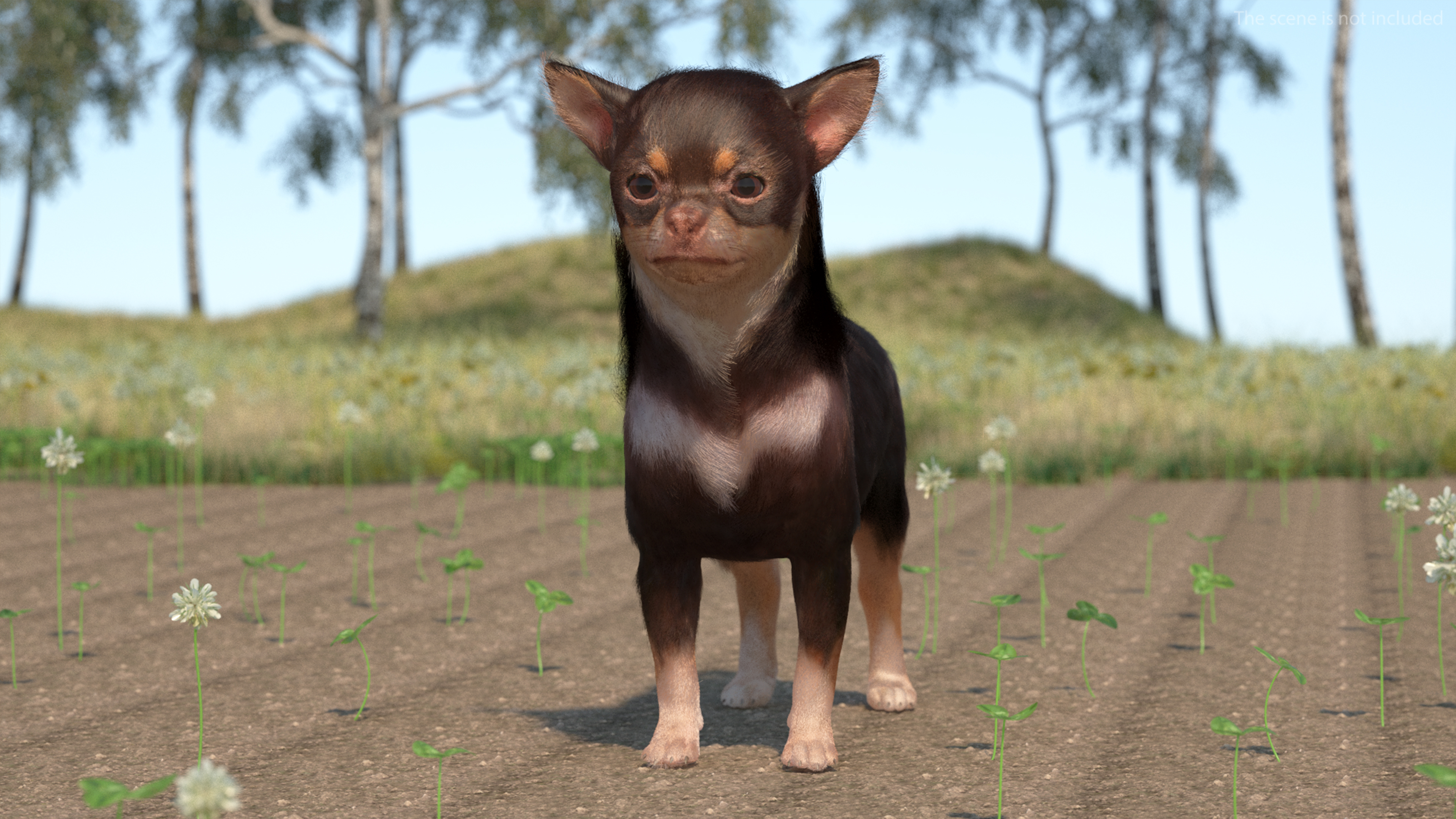 Chihuahua Dog with Fur 3D
