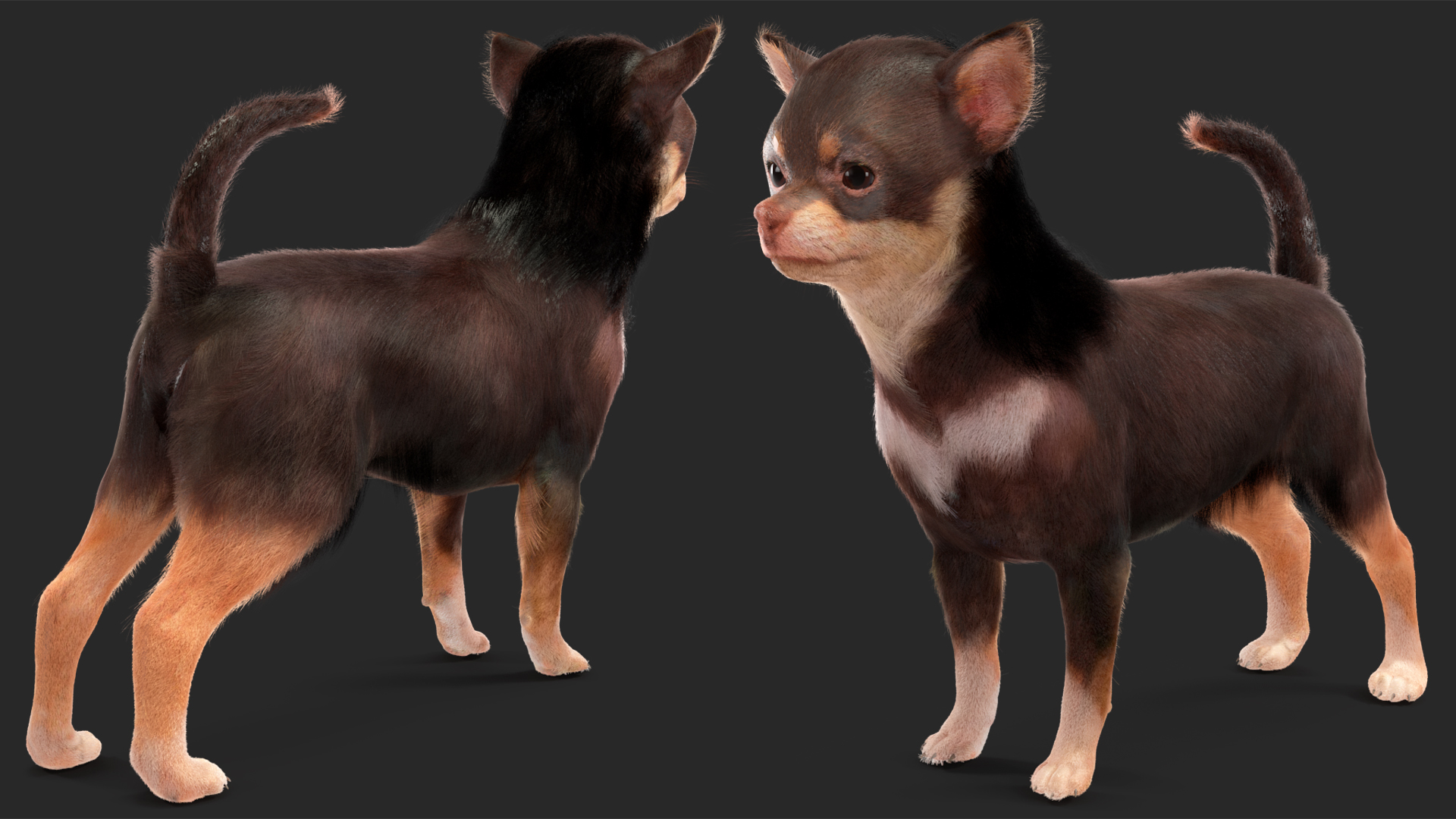 Chihuahua Dog with Fur 3D