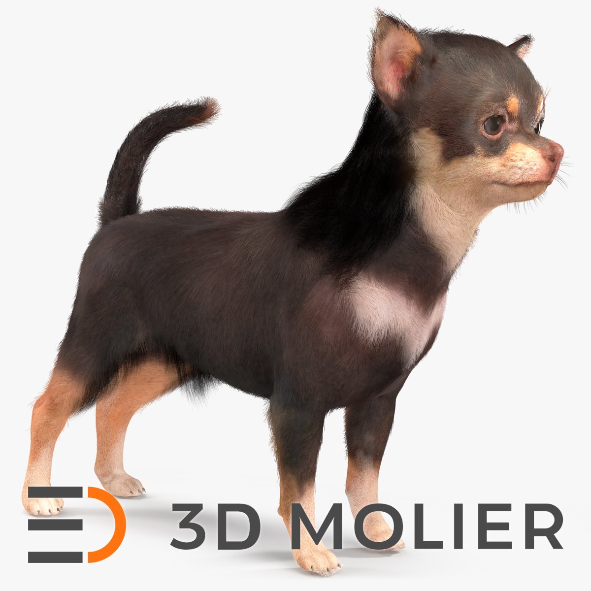 Chihuahua Dog with Fur 3D