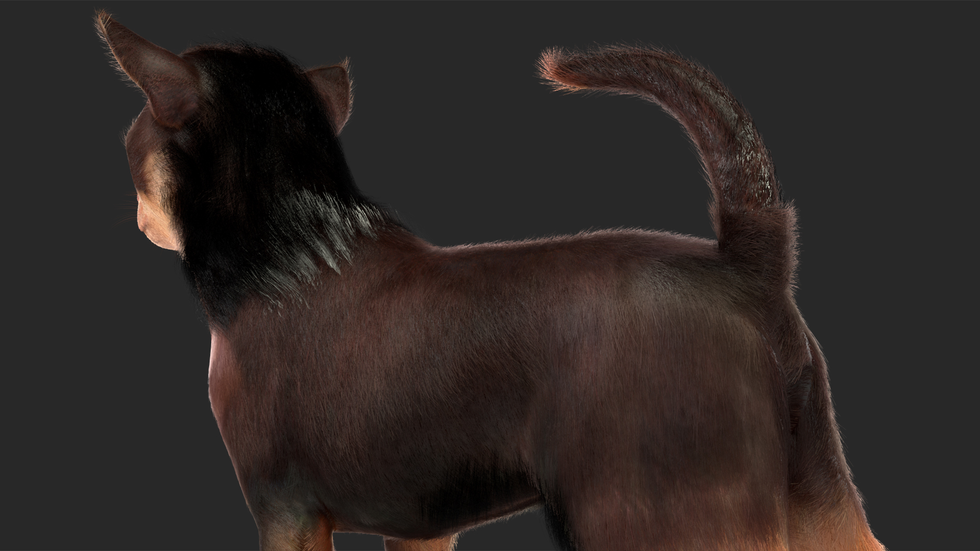 Chihuahua Dog with Fur 3D