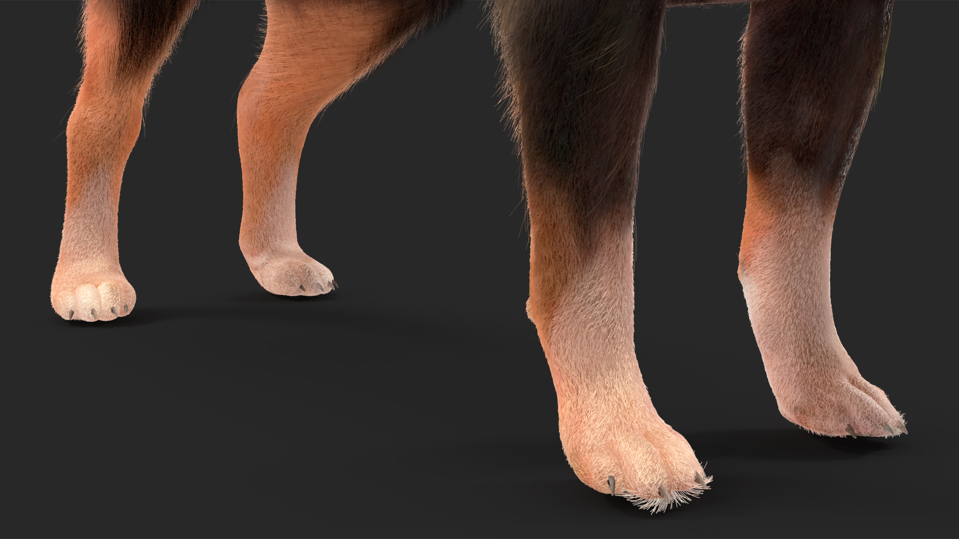 Chihuahua Dog with Fur 3D