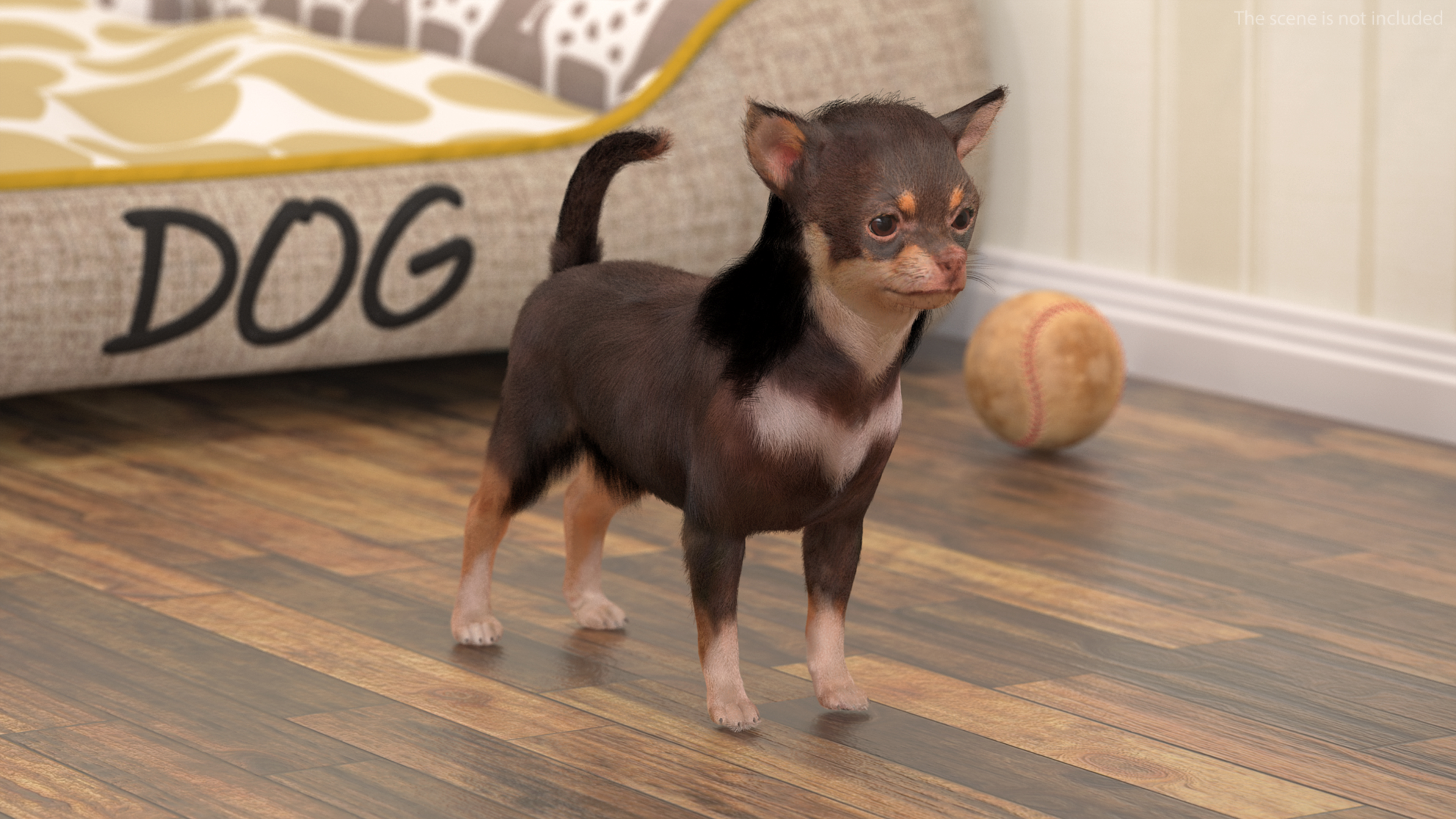 Chihuahua Dog with Fur 3D