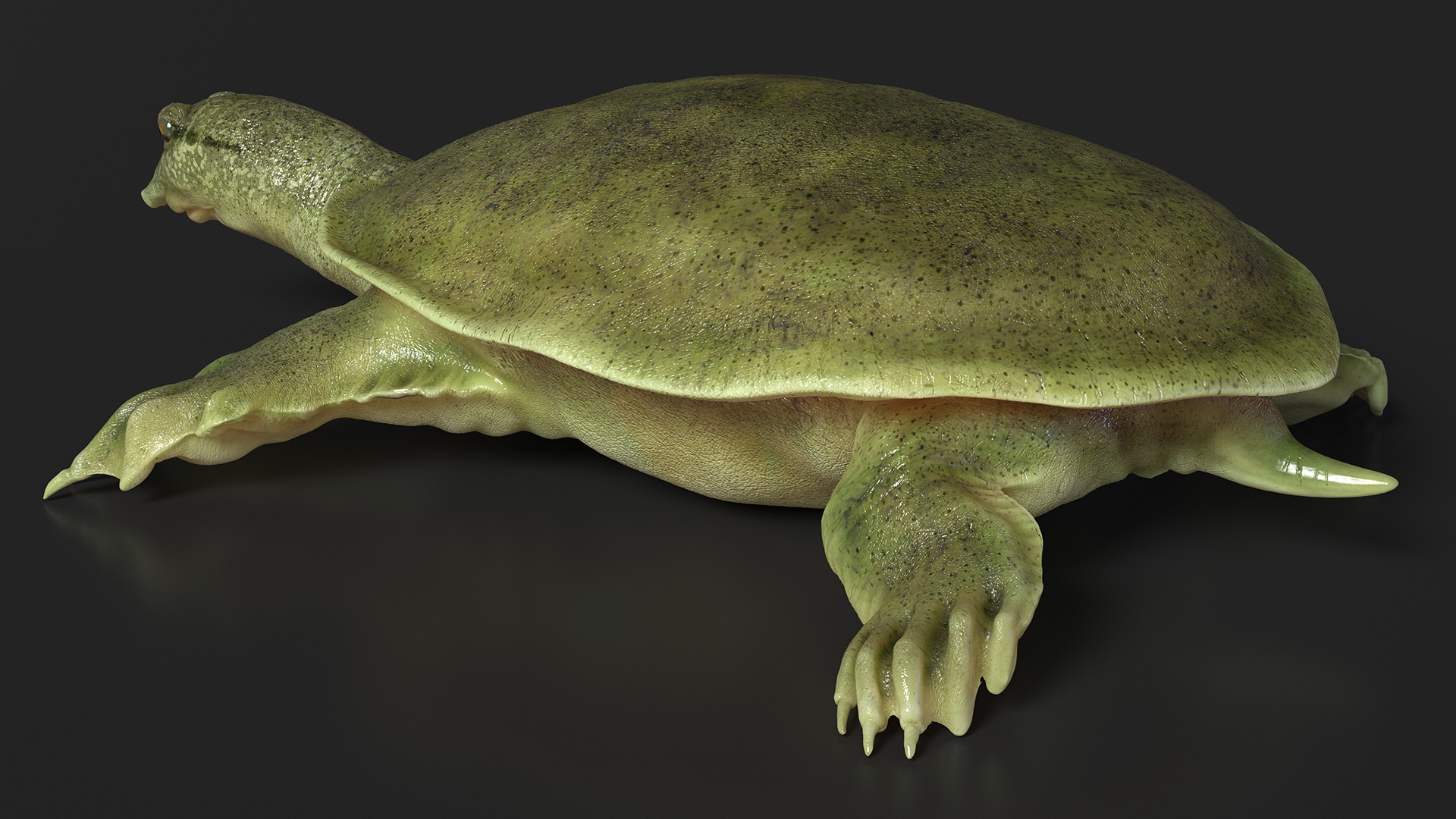 Realistic Chinese Softshell Turtle 3D model