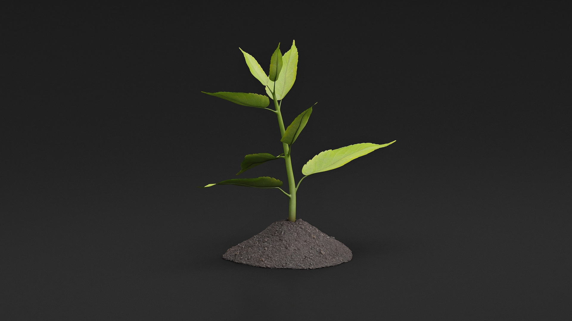 Young Plant Growing from Soil 3D model
