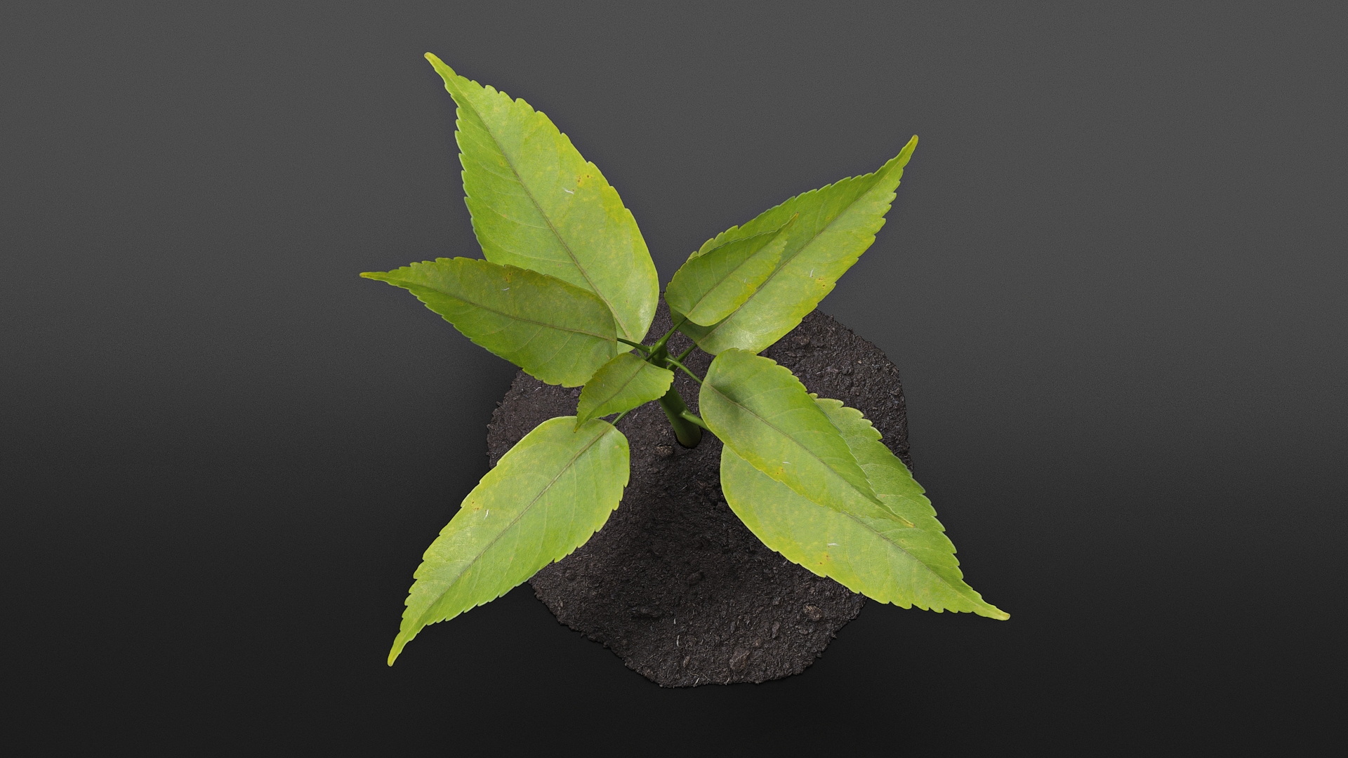 Young Plant Growing from Soil 3D model