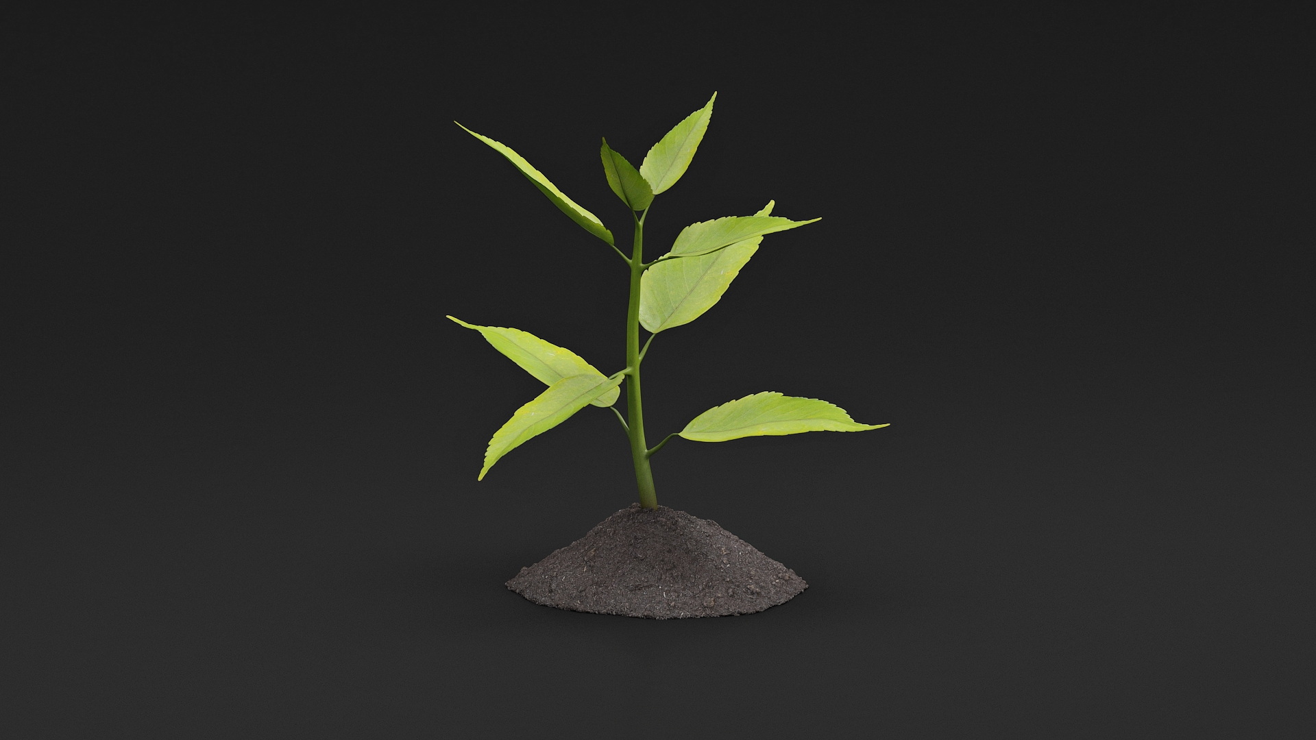 Young Plant Growing from Soil 3D model
