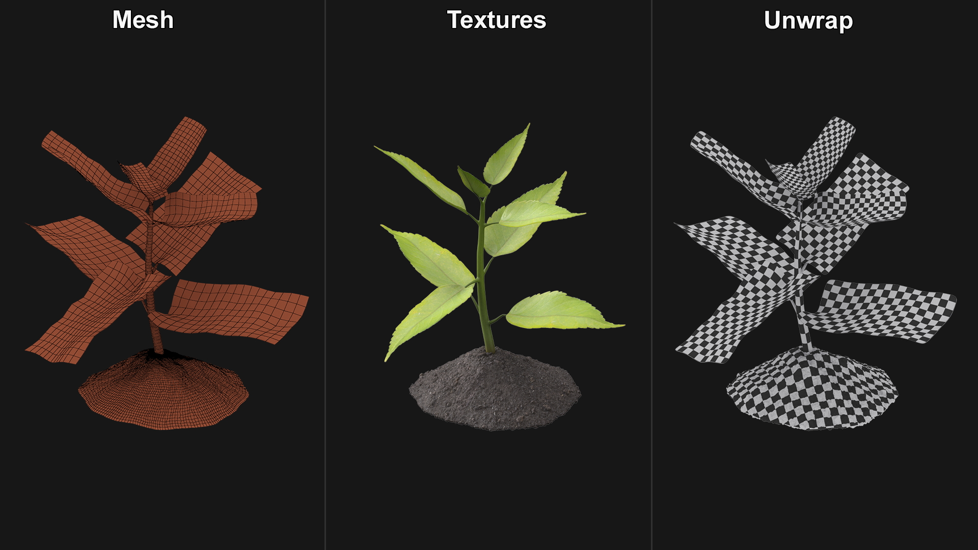 Young Plant Growing from Soil 3D model