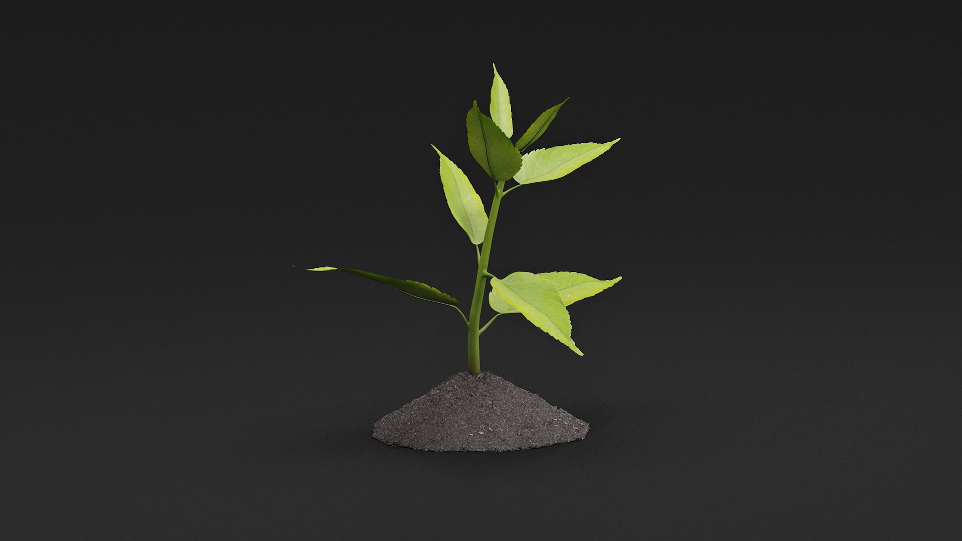 Young Plant Growing from Soil 3D model