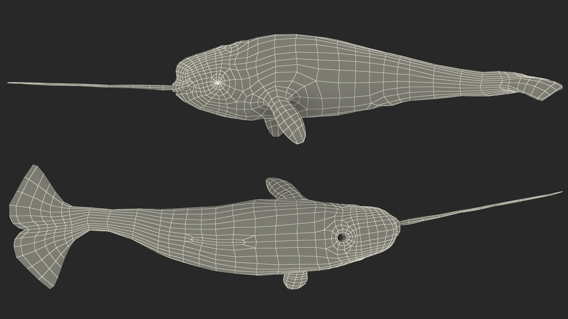 3D Narhwal Swimming Pose